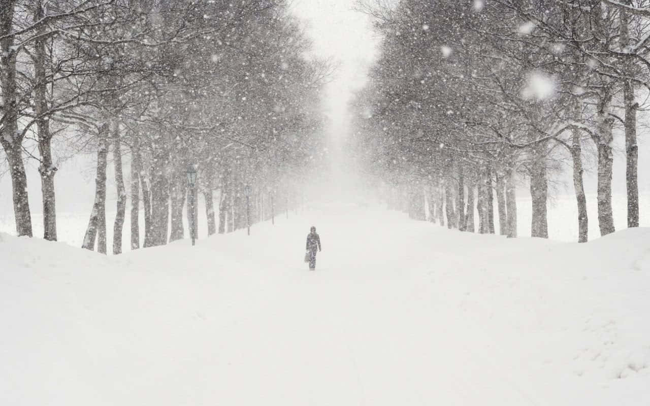Snowstorm, 1280 x 800, snow-covered path, HD Desktop Wallpaper