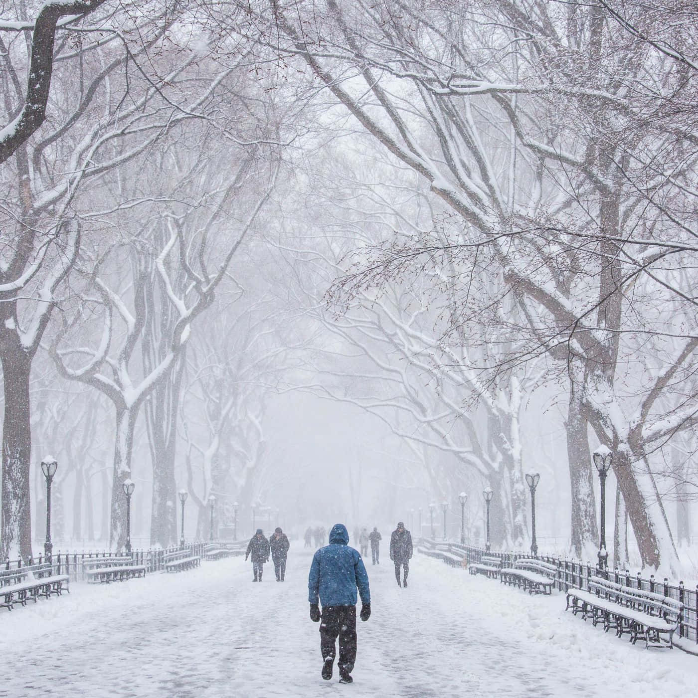 snowstorm, blue jacket, snow-covered park path, HD Desktop Wallpaper