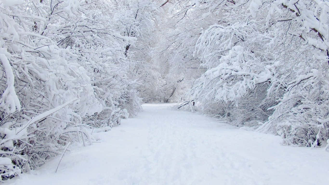 Snowstorm, 1366 x 768, snow-covered forest path, HD Desktop Wallpaper