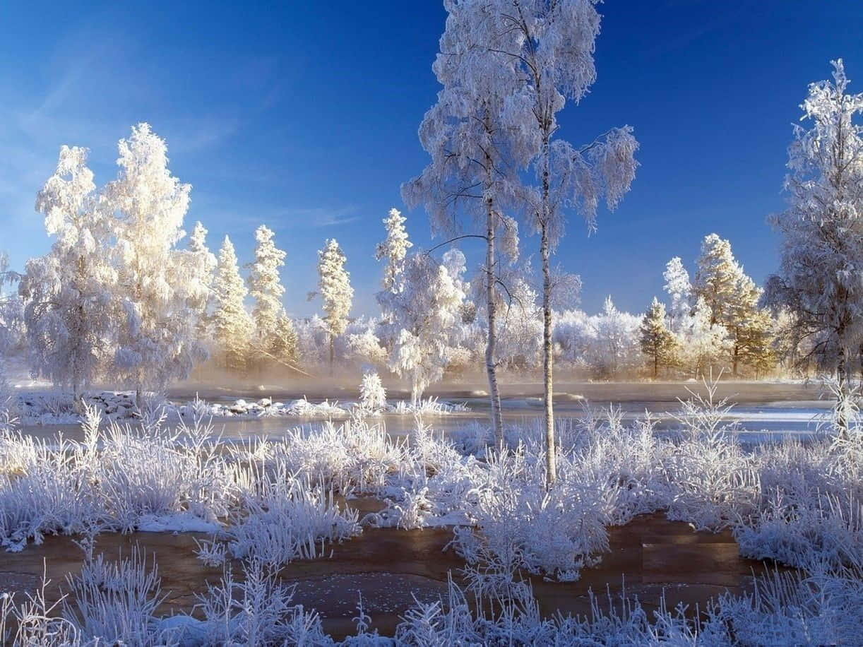Snowstorm, 1222 x 916, serene forest, SD Desktop Wallpaper