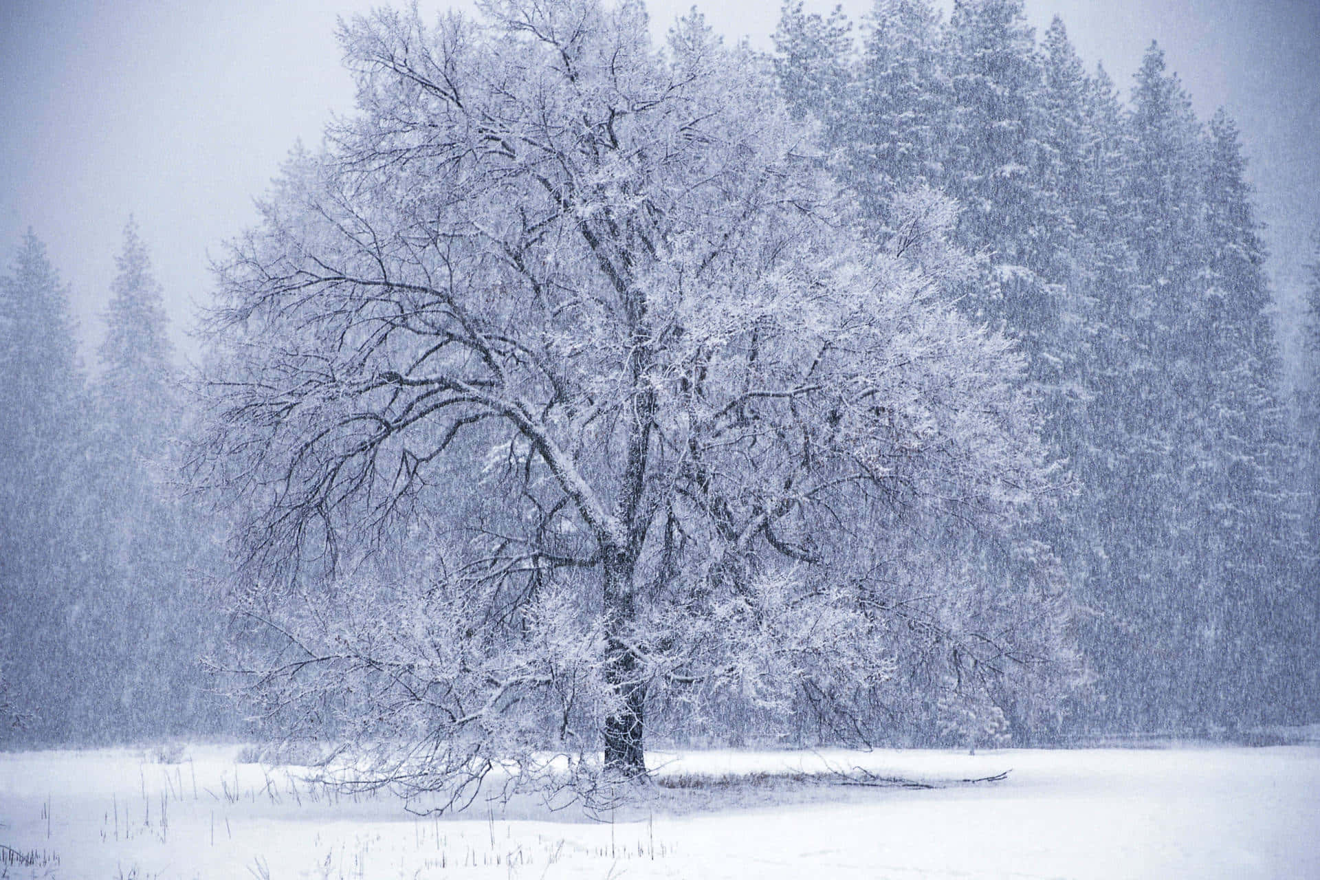 Snowstorm, snowy landscape, snowflakes, Full HD Desktop Wallpaper