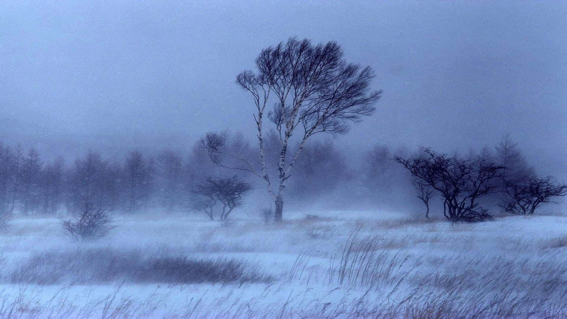 Snowstorm, 1920 x 1080, forest, Full HD Desktop Wallpaper