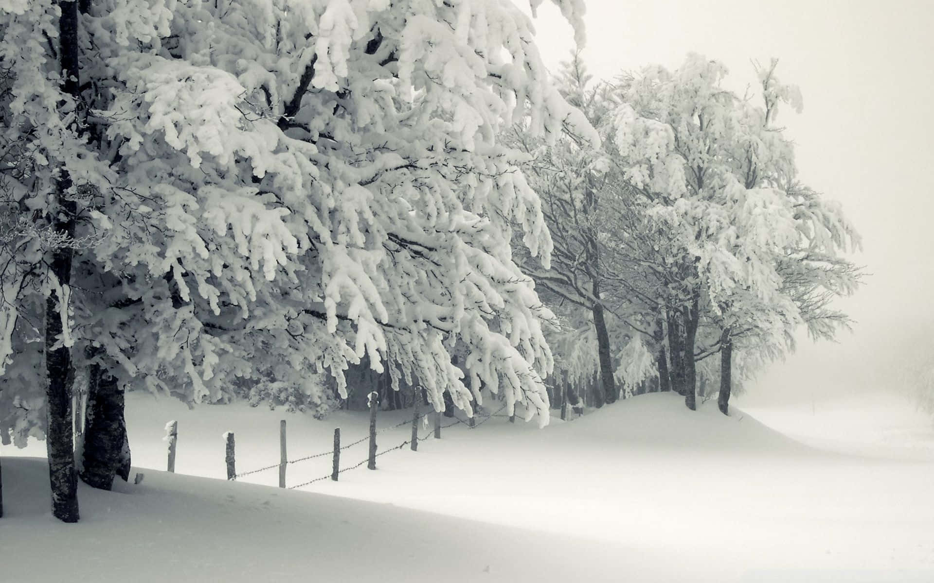 Snow-laden trees, quiet winter forest, pristine white snow, Full HD Desktop Wallpaper