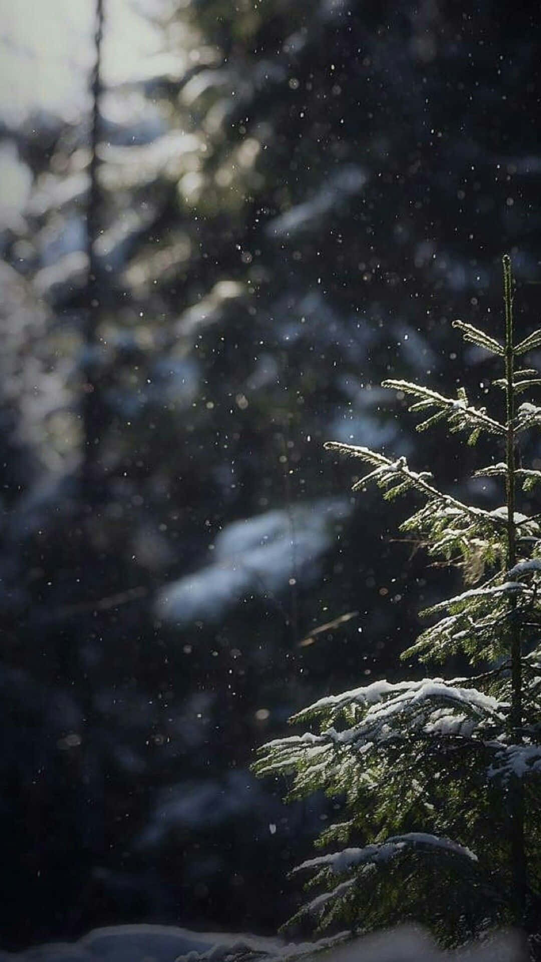snow-dusted evergreen branches, sunlit air, quiet winter forest, Full HD Phone Wallpaper