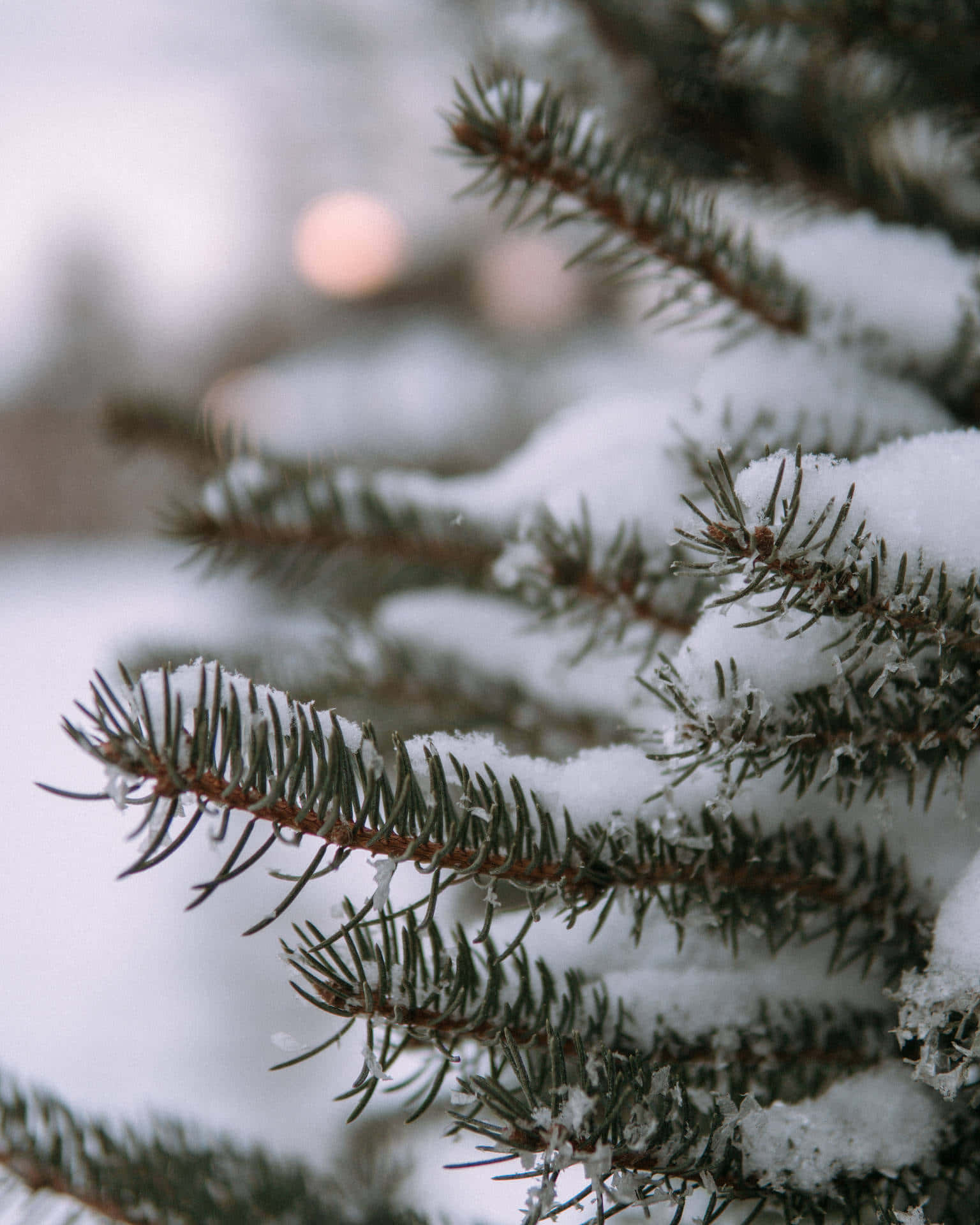 snow covered pine branches, winter scene, dark green needles, Full HD Phone Wallpaper