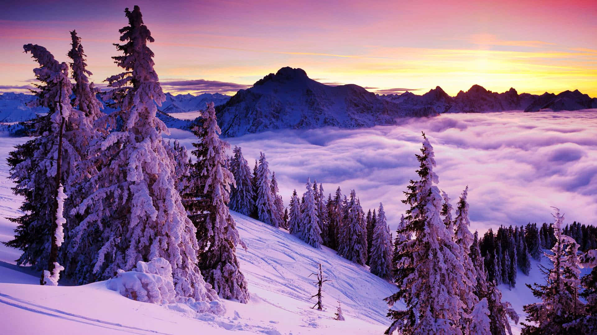 snow-covered pine trees, mountain ridge, sea of clouds, Full HD Desktop Wallpaper