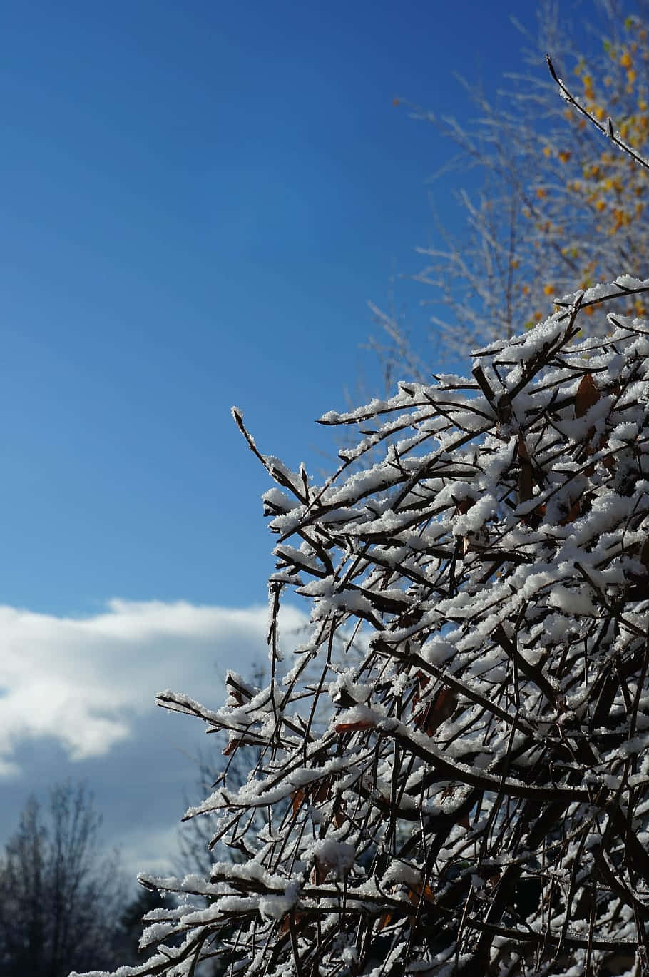 snow covered branches, vivid blue sky, soft white clouds, HD Phone Wallpaper
