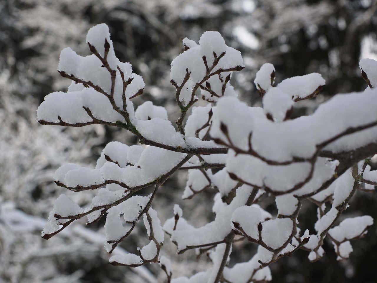 snow covered tree branches, bare branches, quiet winter forest scene, HD Desktop Wallpaper