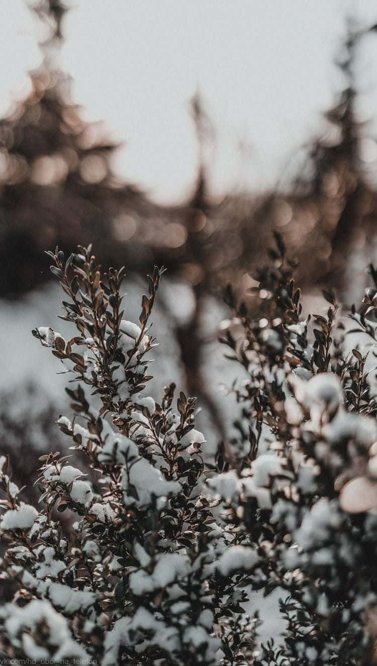 vintage winter snow covered branches, snow, dark green shrubbery, HD Phone Wallpaper