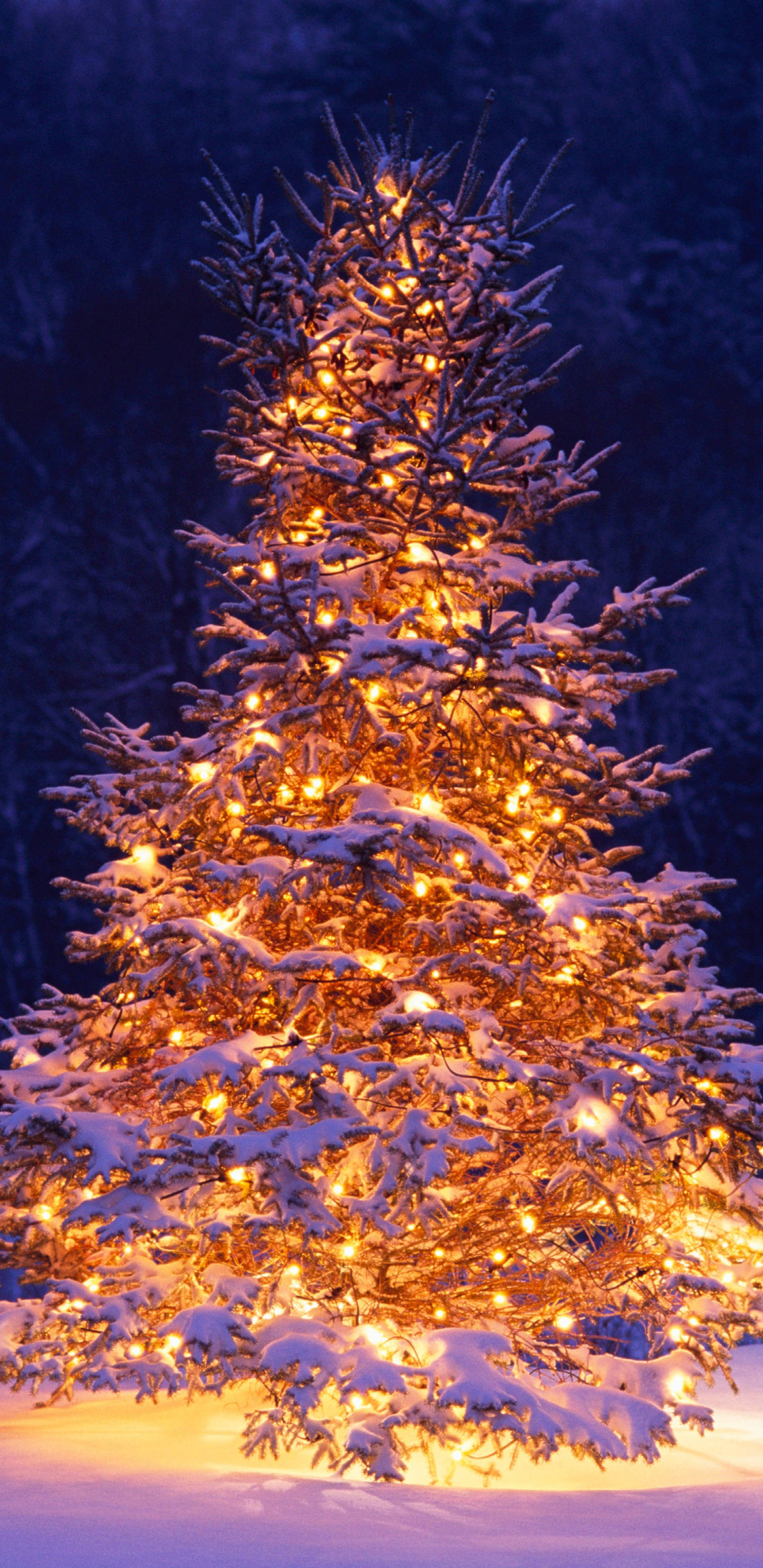 Snowy Christmas, evergreen tree, string lights, 2K Phone Wallpaper