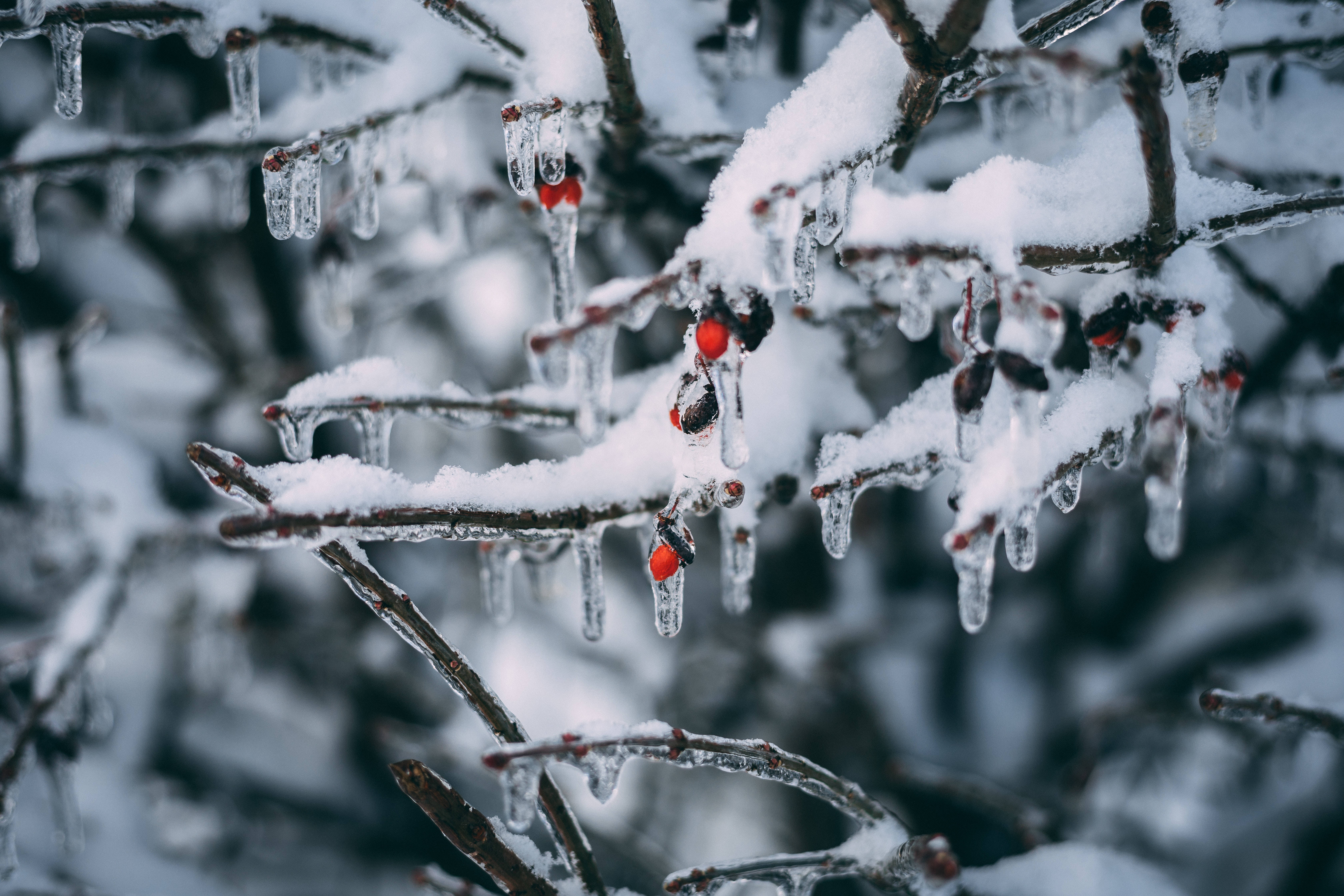 Snowy Christmas, icy, bare branches, 5K Desktop Wallpaper