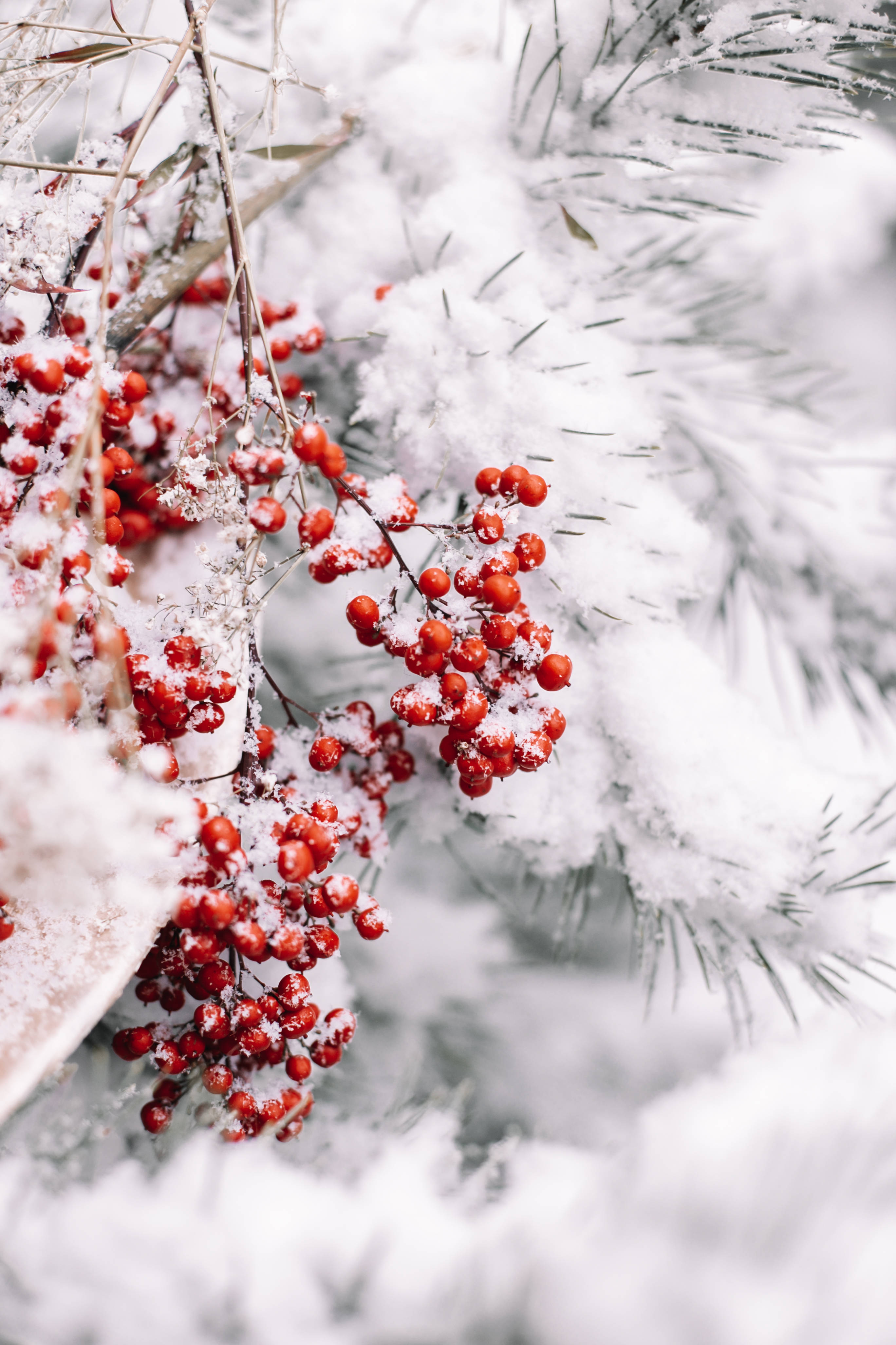 Snowy Christmas, red berries, snow, 4K Phone Wallpaper