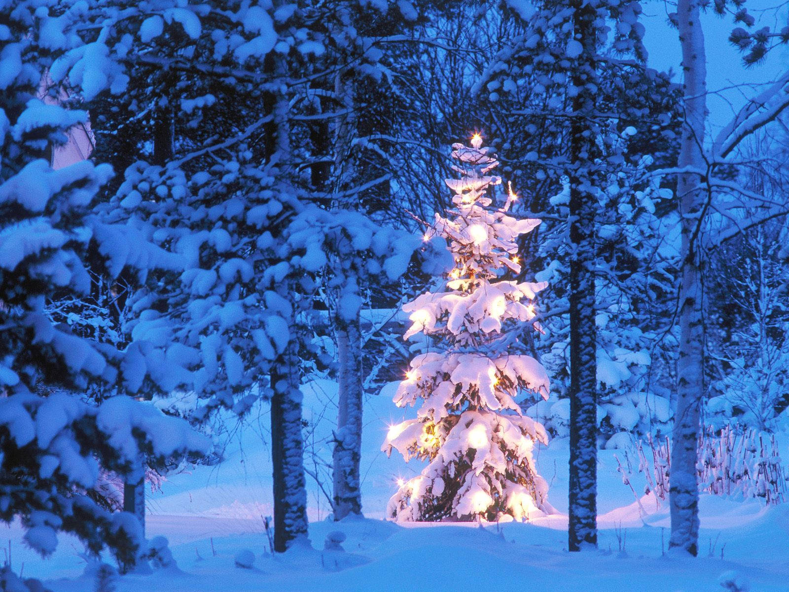 snow-covered pine tree, warm lights, serene winter forest, HD Desktop Wallpaper