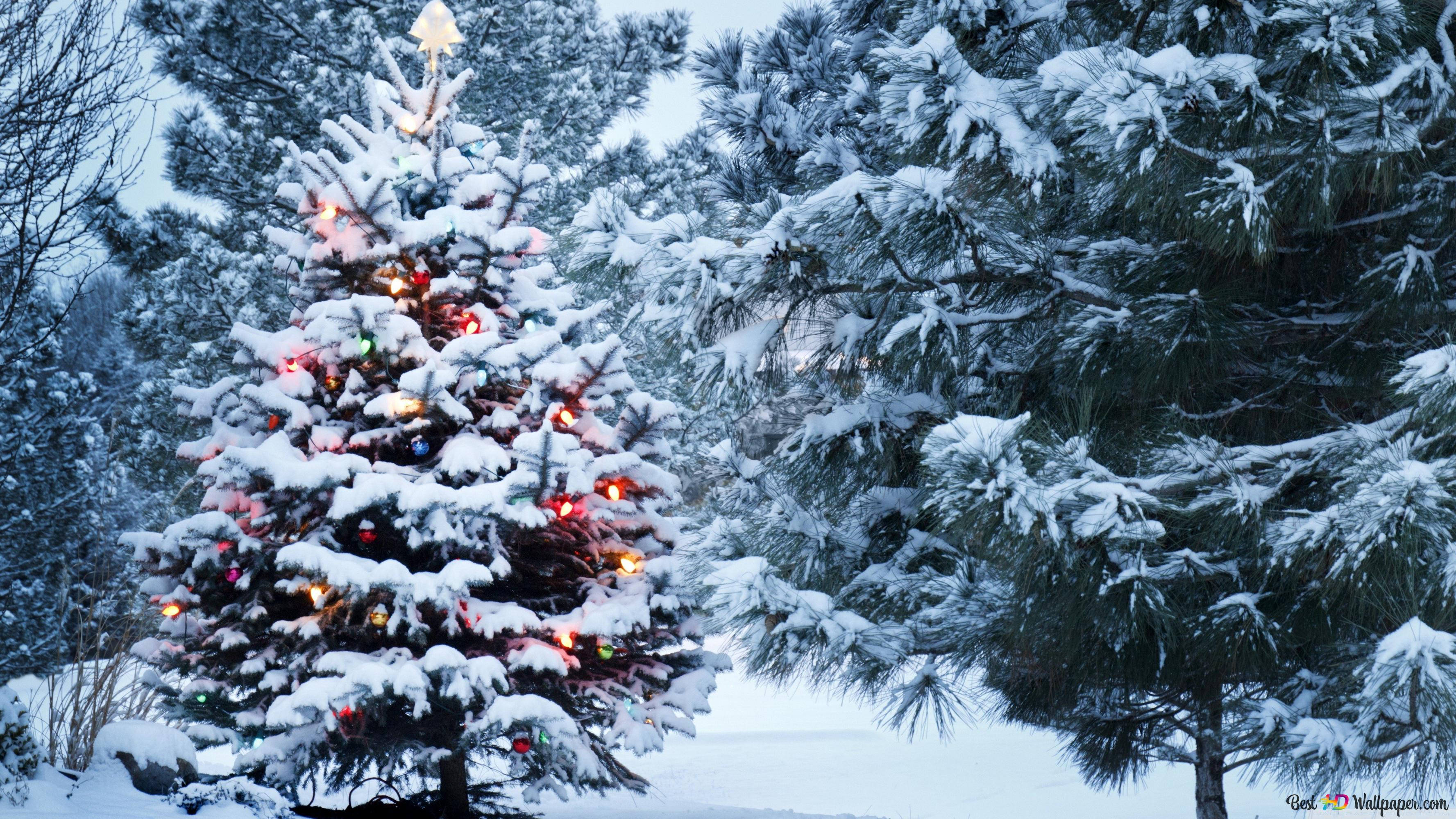 Snowy Christmas, Christmas tree, colorful lights, 2K Desktop Wallpaper