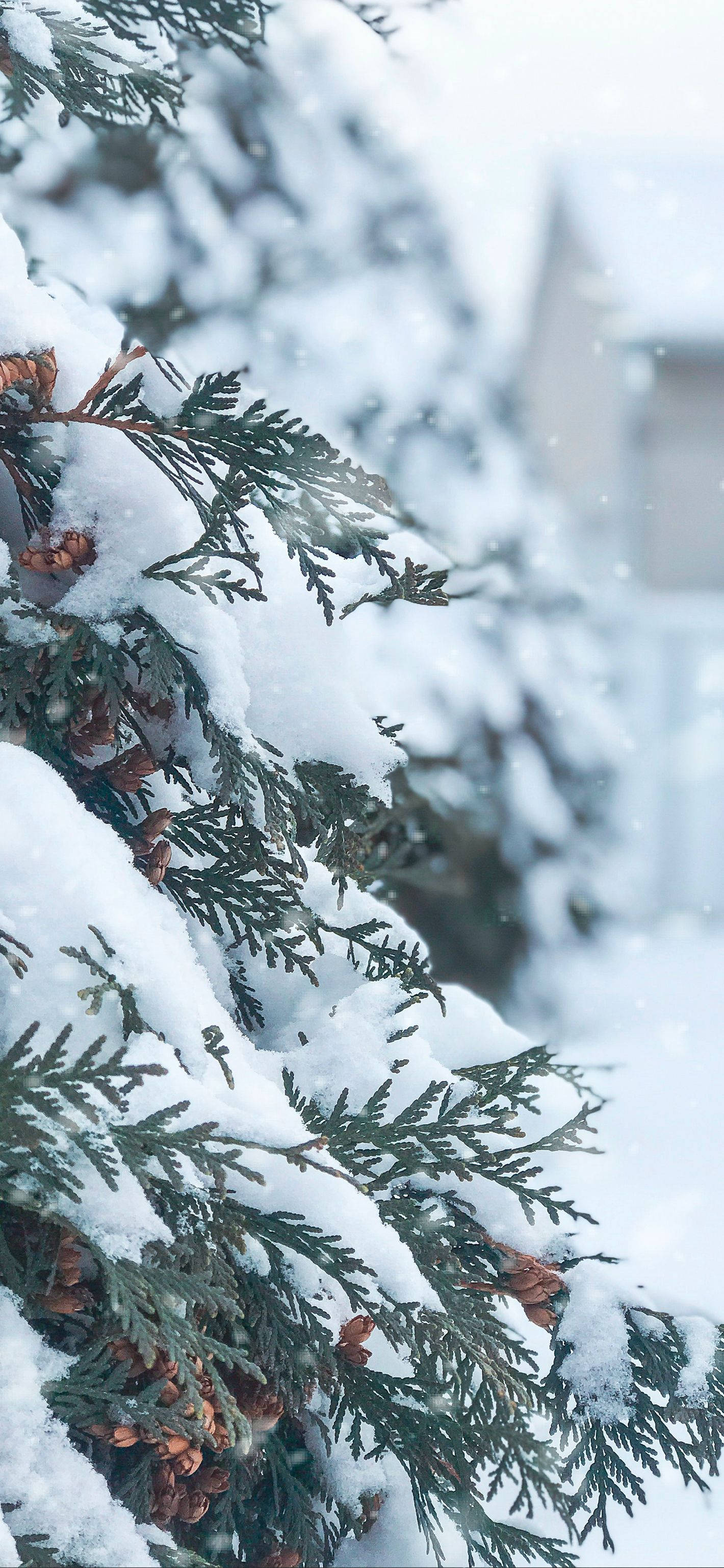 Snowy Christmas, evergreen branches, pinecones, 2K Phone Wallpaper