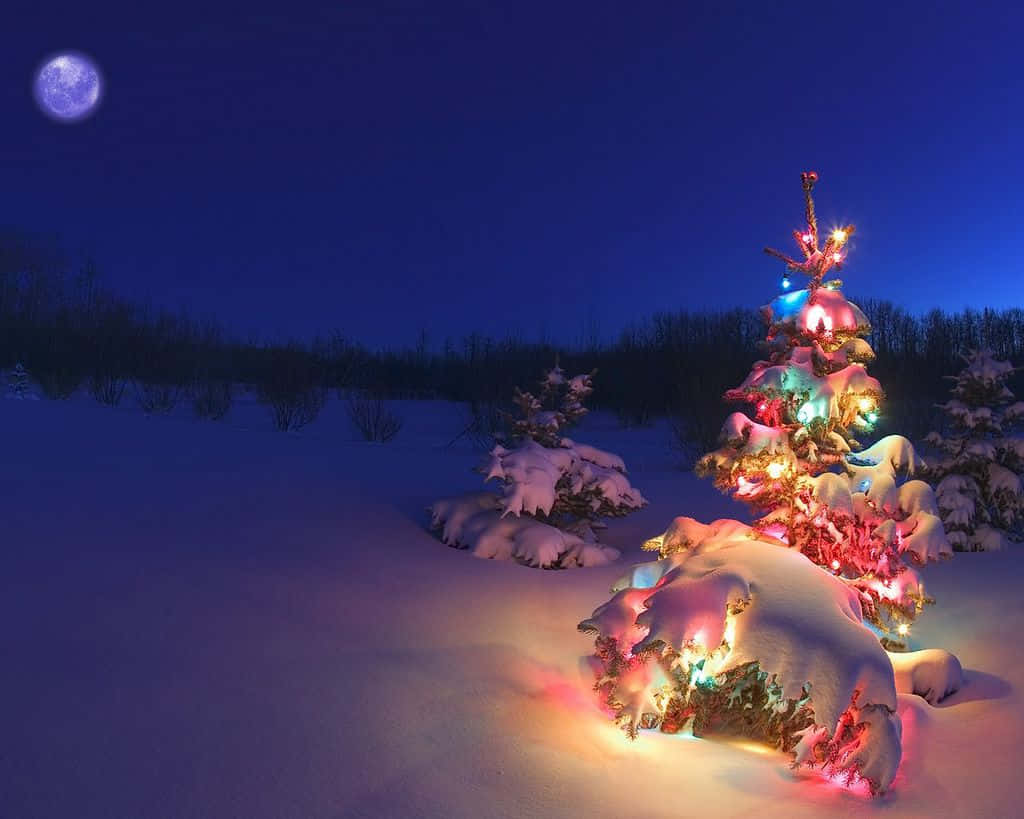 Red and White Christmas, snow-covered evergreen tree, colorful lights, SD Desktop Wallpaper
