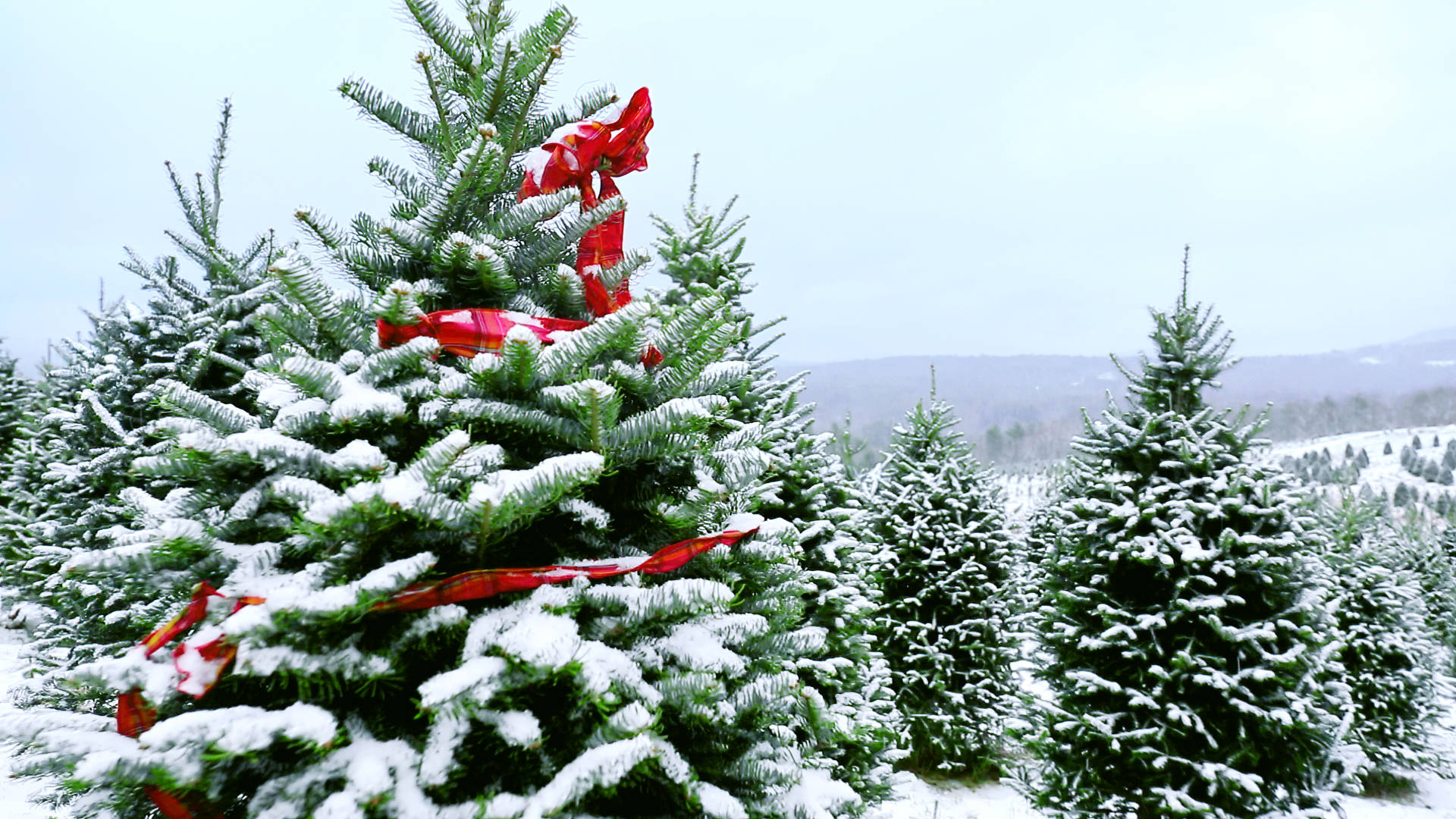 Snowy Christmas, red ribbons, evergreen trees, Full HD Desktop Wallpaper