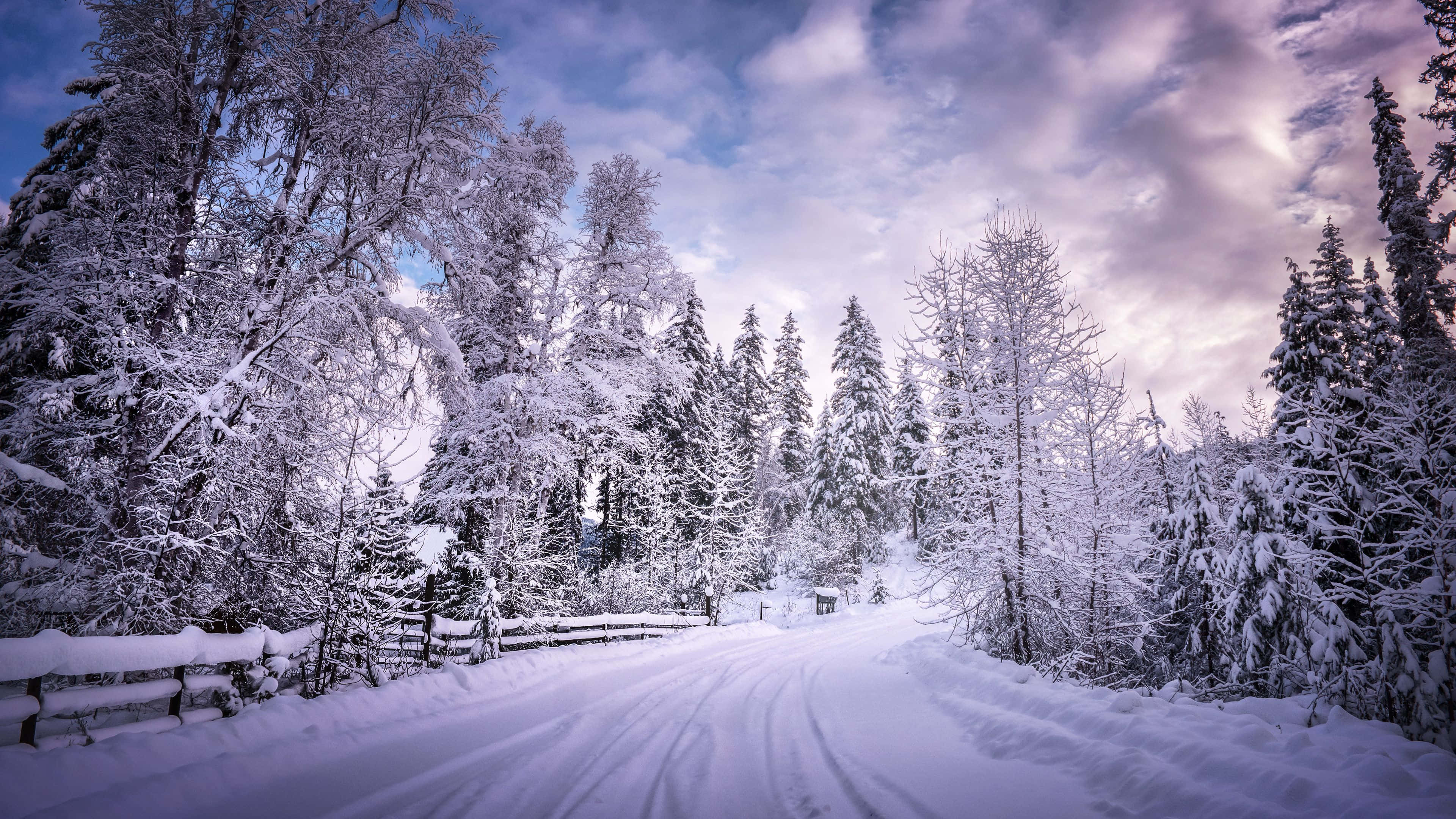 snowy Christmas night, winding snow-covered road, dense forest of frost-laden evergreens, 4K Desktop Wallpaper