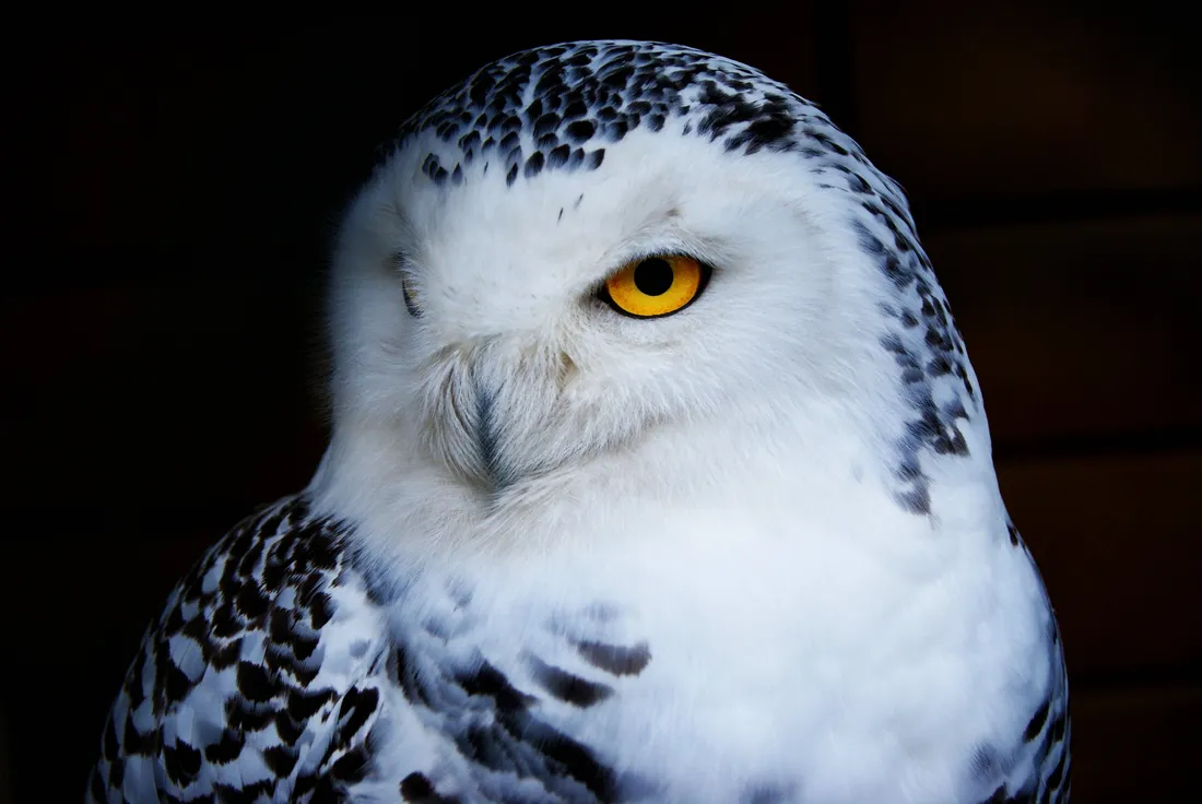 Snowy Owl Wallpapers