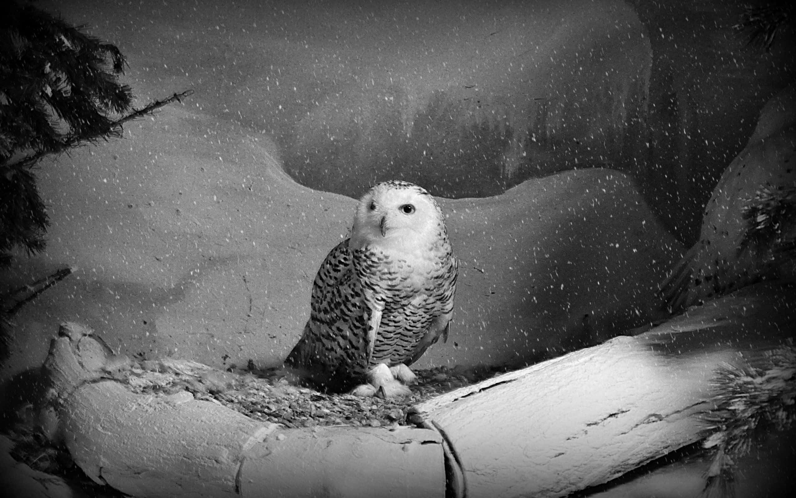 Snowy Owl, monochrome winter forest, snow-dusted log, 2K Desktop Wallpaper