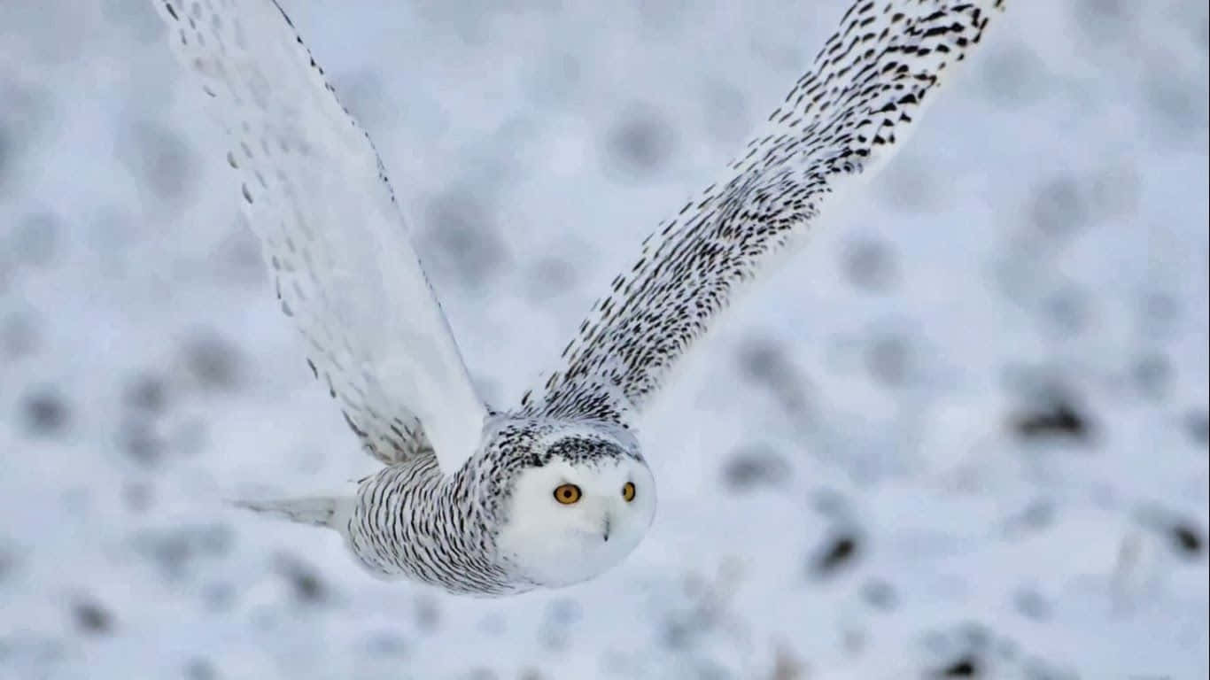 Snowy Owl, winter landscape, blizzard, HD Desktop Wallpaper