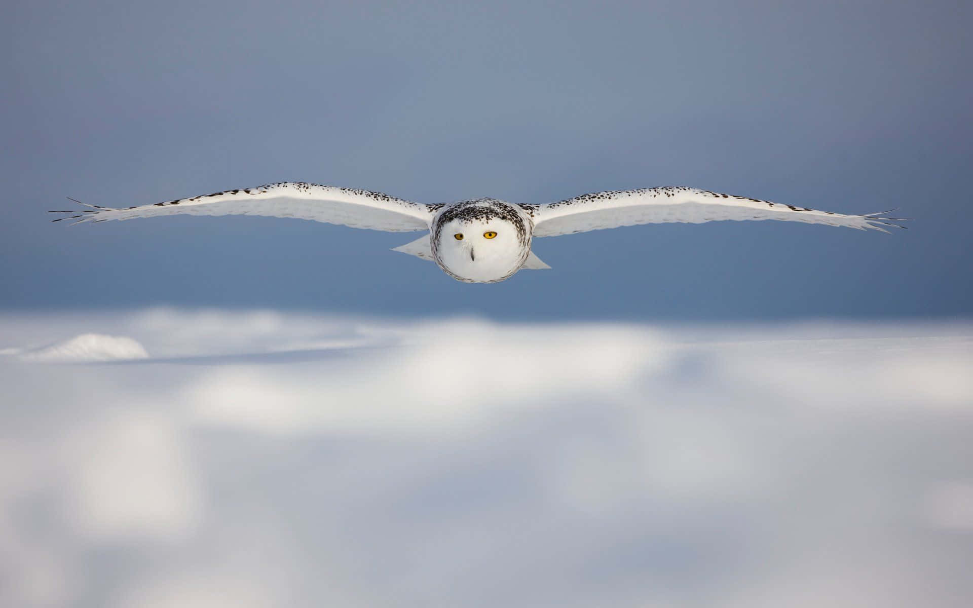Snowy Owl, vast snowy plain, pale blue sky, Full HD Desktop Wallpaper