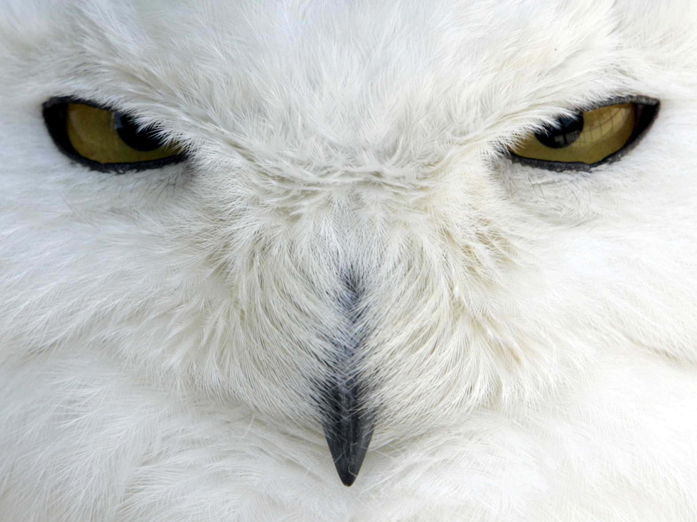 Snowy Owl, piercing yellow eyes, sharp black beak, Full HD Desktop Wallpaper
