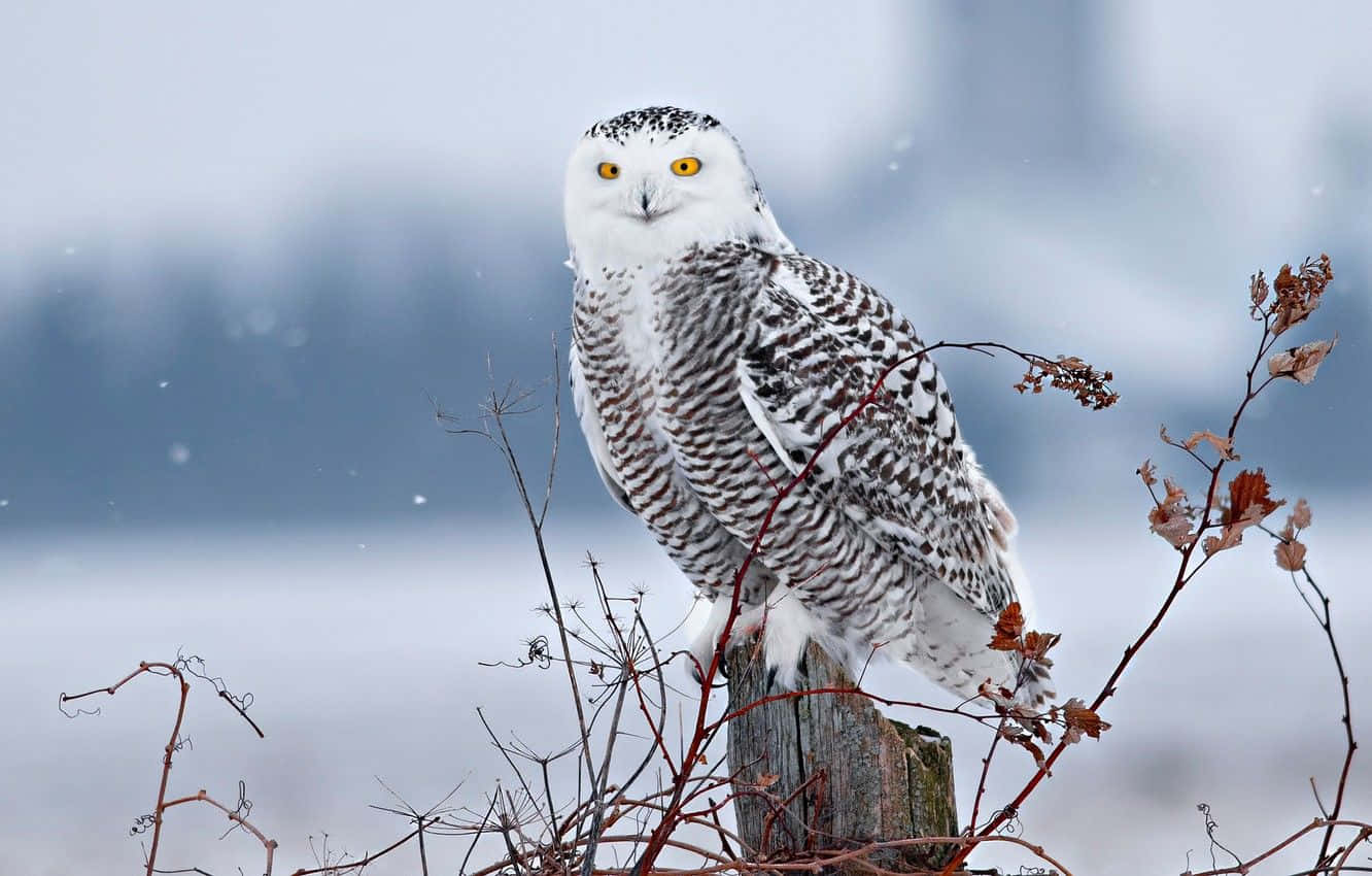 Snowy Owl, weathered wooden post, bare winter branches, HD Desktop Wallpaper
