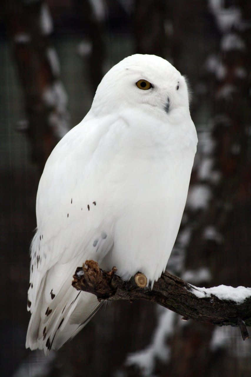 Snowy Owl, winter wonderland, snow-dusted branch, HD Phone Wallpaper