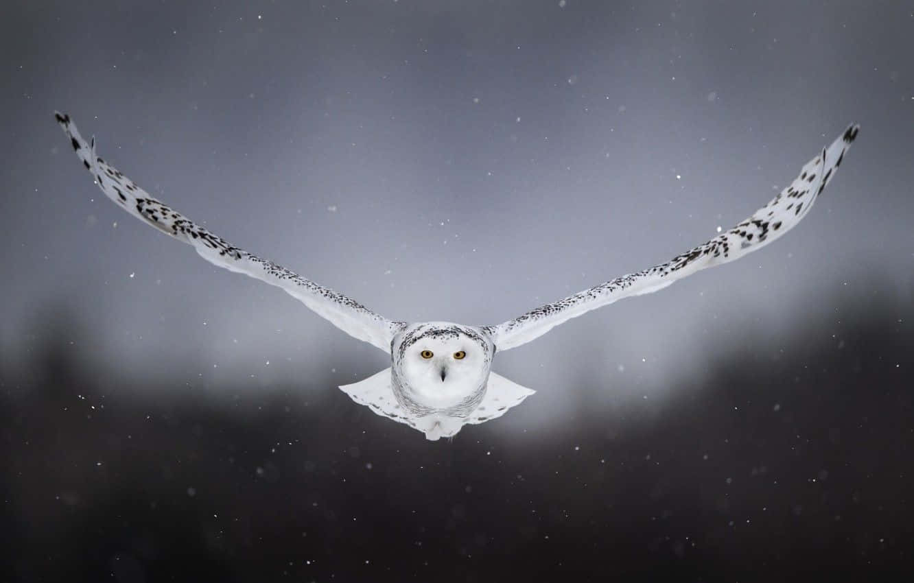 Snowy Owl, dark snowy sky, snowflakes, HD Desktop Wallpaper