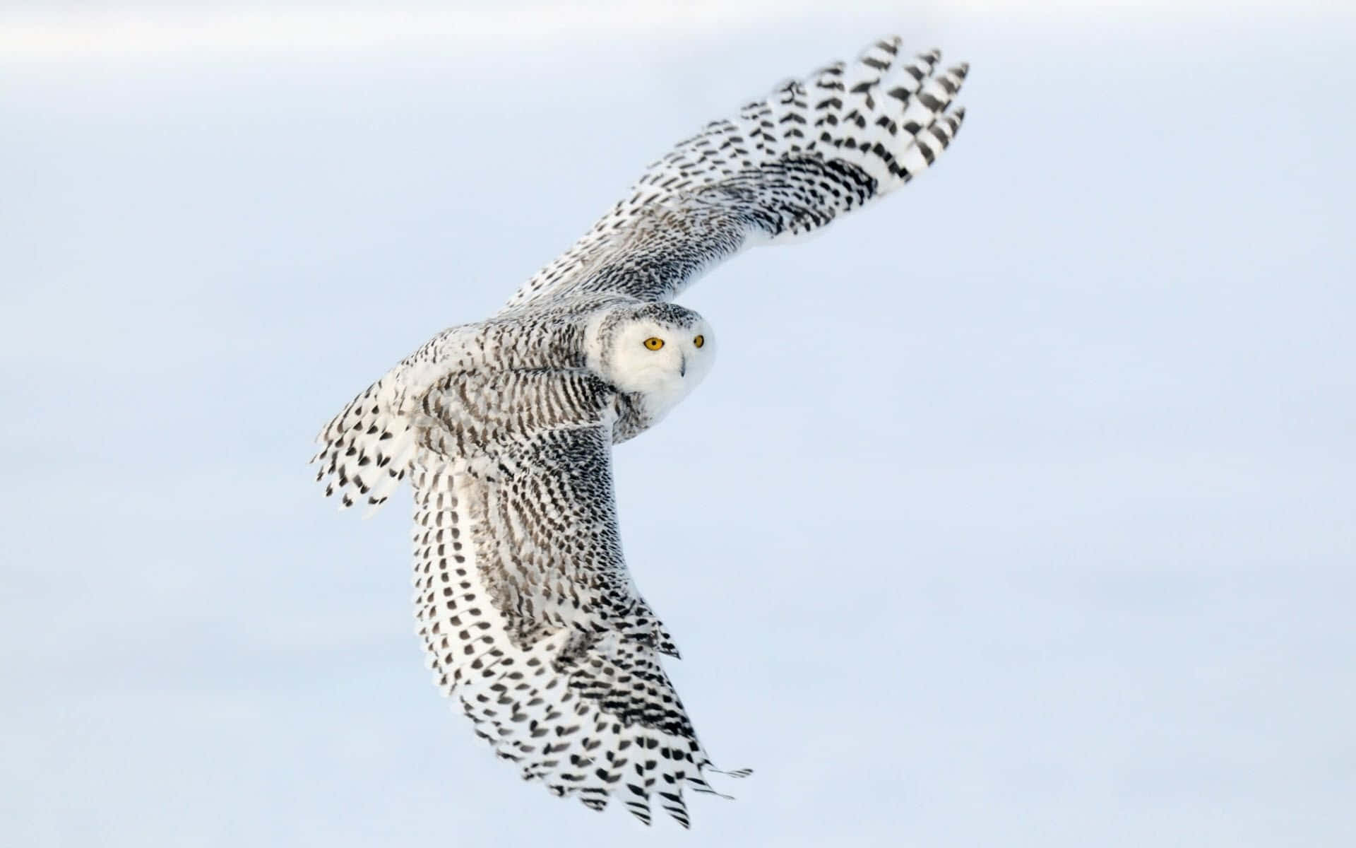 Snowy Owl, winter landscape, pale winter sky, Full HD Desktop Wallpaper