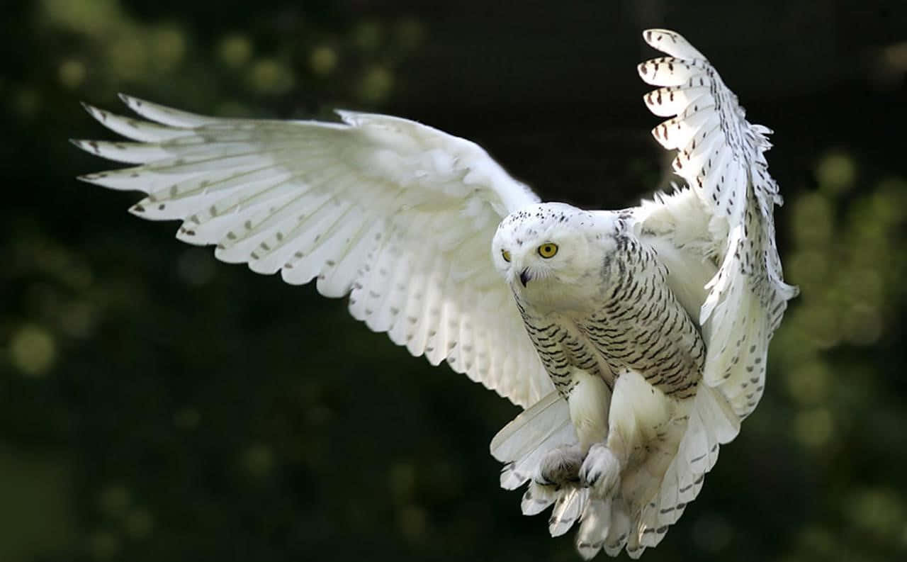 Snowy Owl, wings spread wide, blurred green forest backdrop, HD Desktop Wallpaper