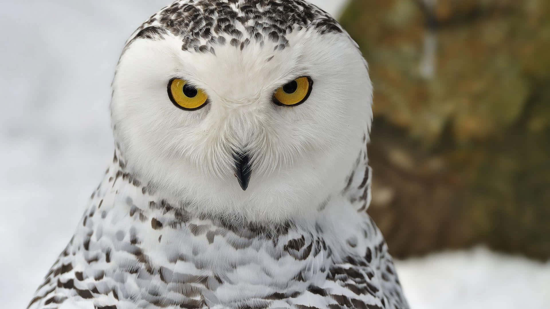 Snowy Owl, piercing yellow eyes, white speckled feathers, Full HD Desktop Wallpaper