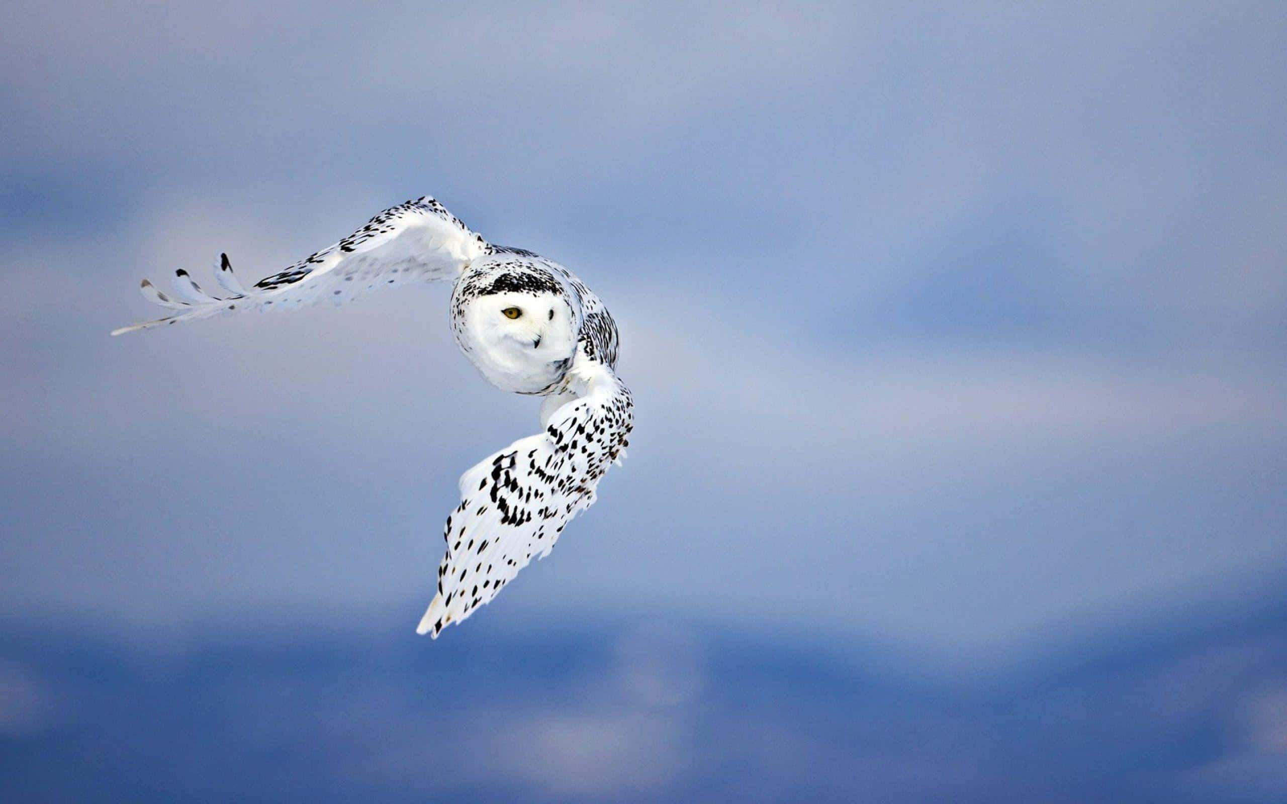 Snowy Owl, soft blue sky, wings spread wide, 2K Desktop Wallpaper