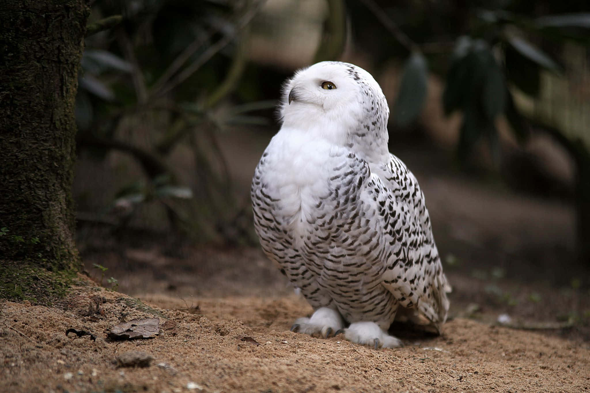 Snowy Owl, white and black spotted feathers, earthy ground, Full HD Desktop Wallpaper