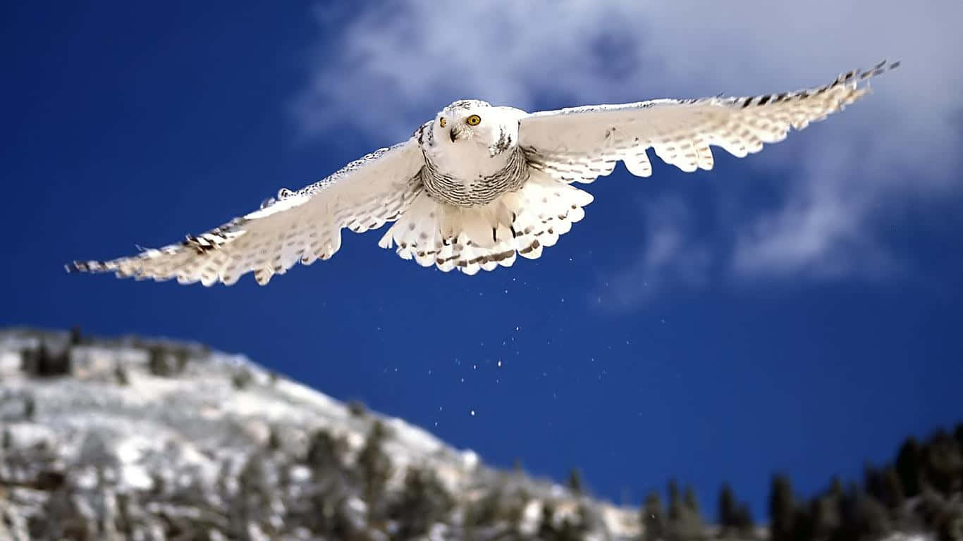 Snowy Owl, branch, vivid blue sky, HD Desktop Wallpaper