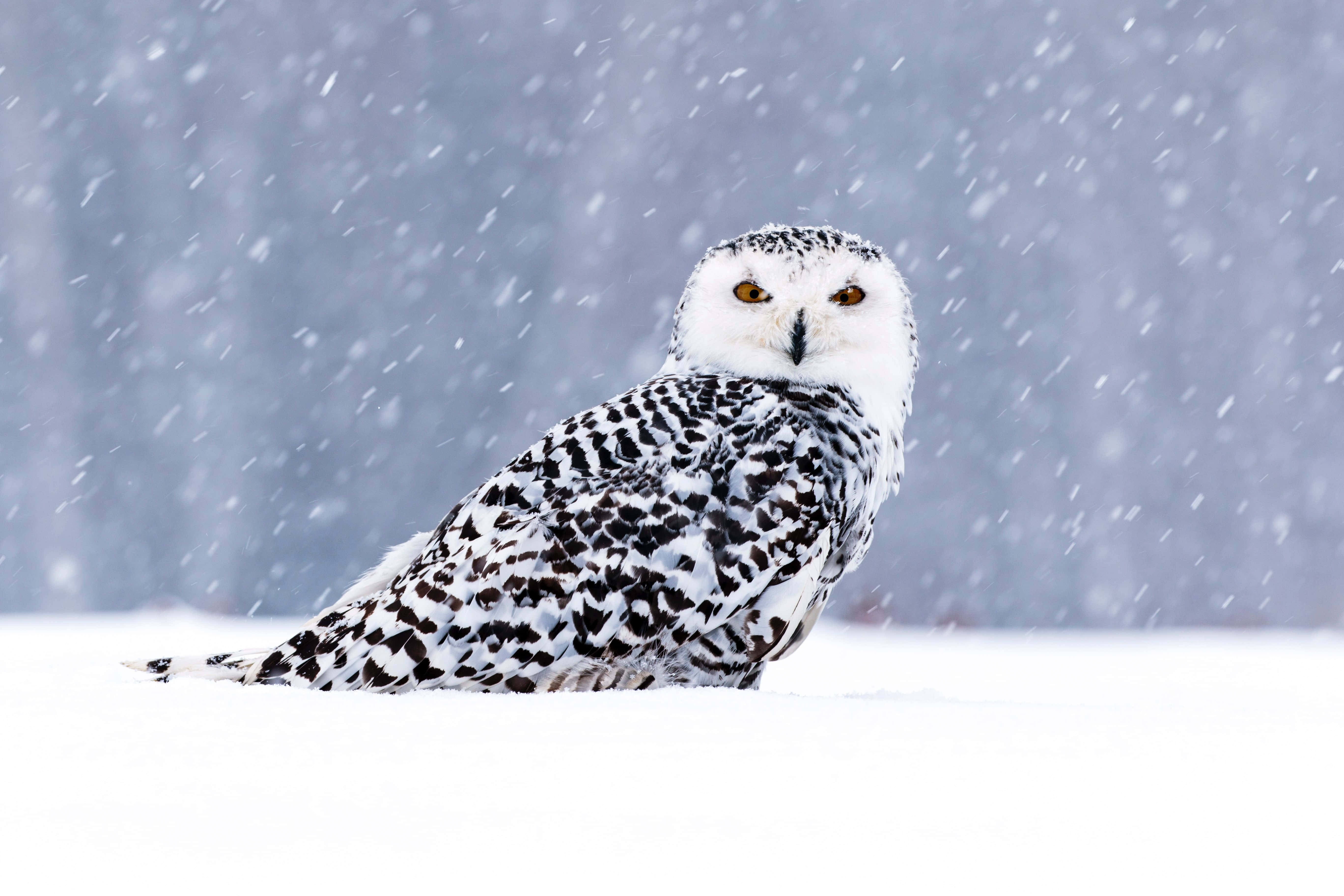 Snowy Owl, orange eyes, snowstorm, 5K Desktop Wallpaper