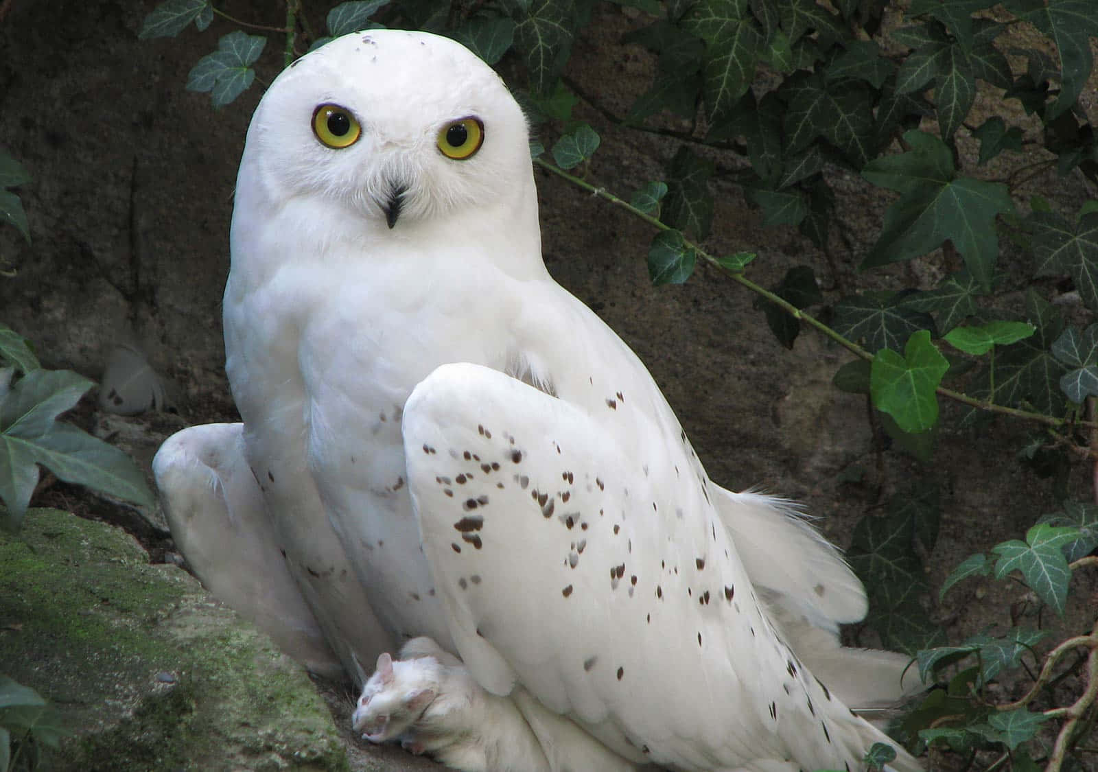 Snowy Owl, mossy rock, green ivy, HD Desktop Wallpaper