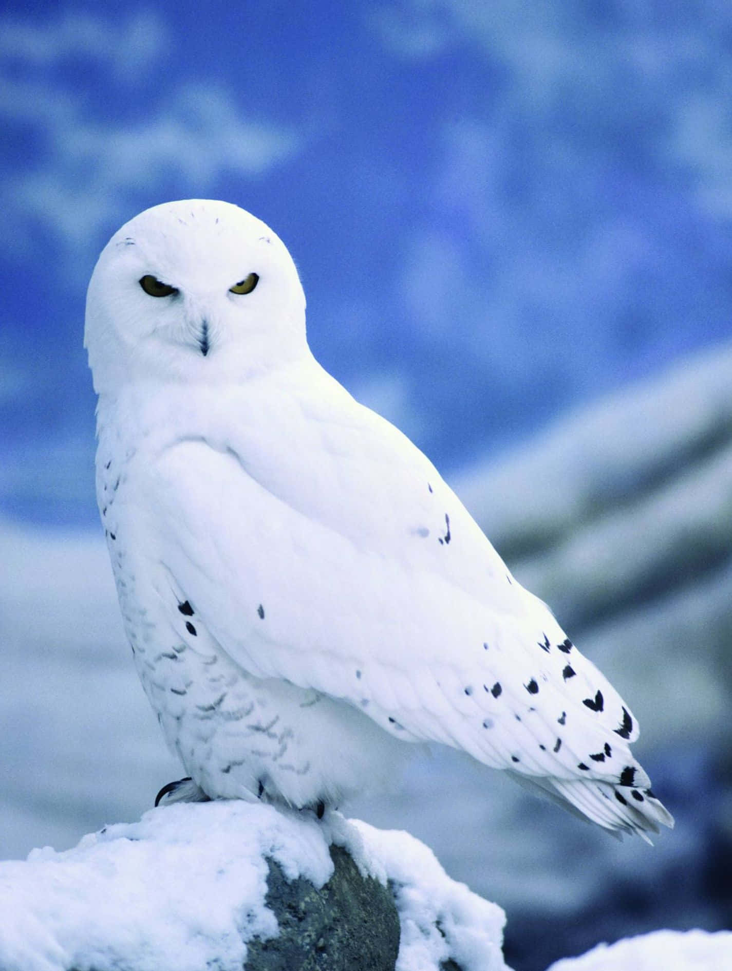 Snowy Owl, snow-covered rock, icy blue winter backdrop, HD Phone Wallpaper