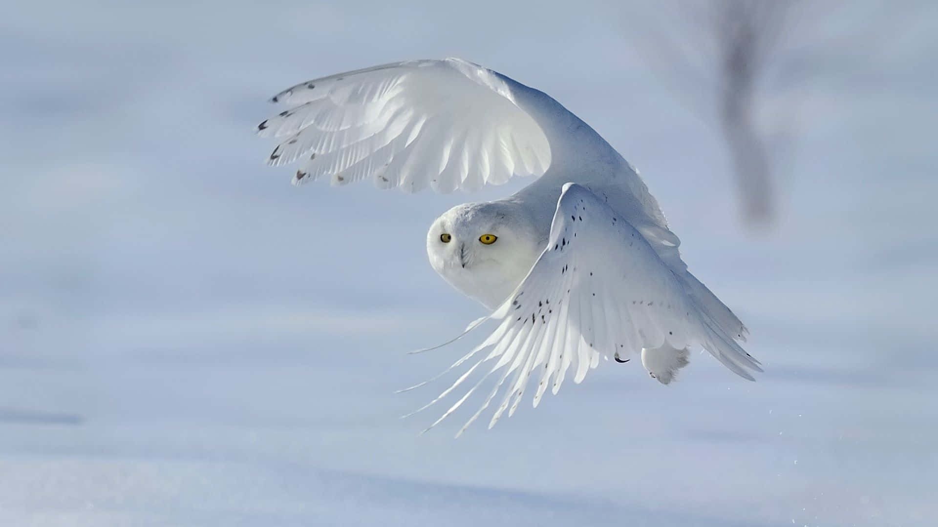 Snowy Owl, winter landscape, bright winter sky, Full HD Desktop Wallpaper