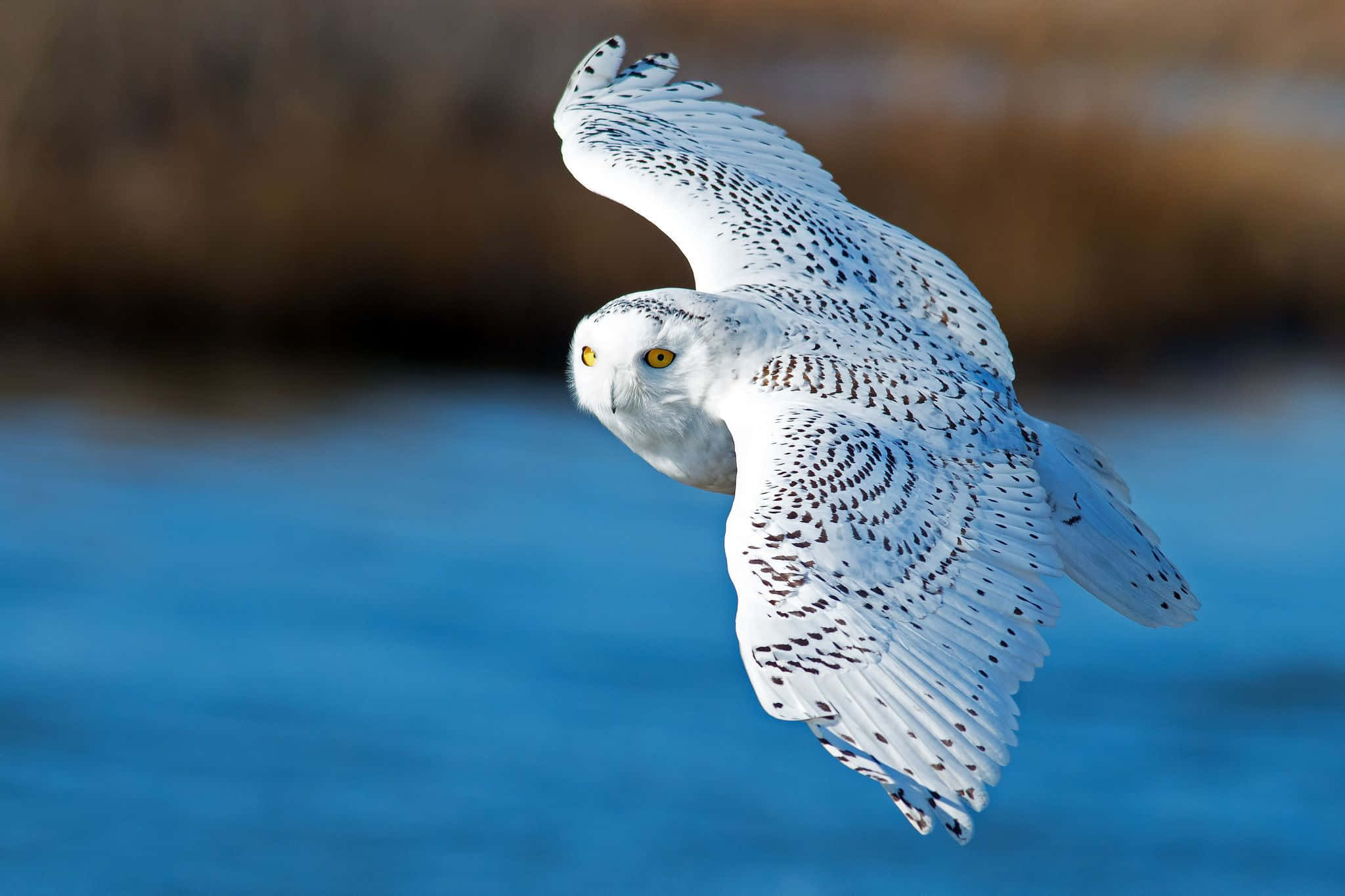 Snowy Owl, 2048 x 1365, blue water, Full HD Desktop Wallpaper