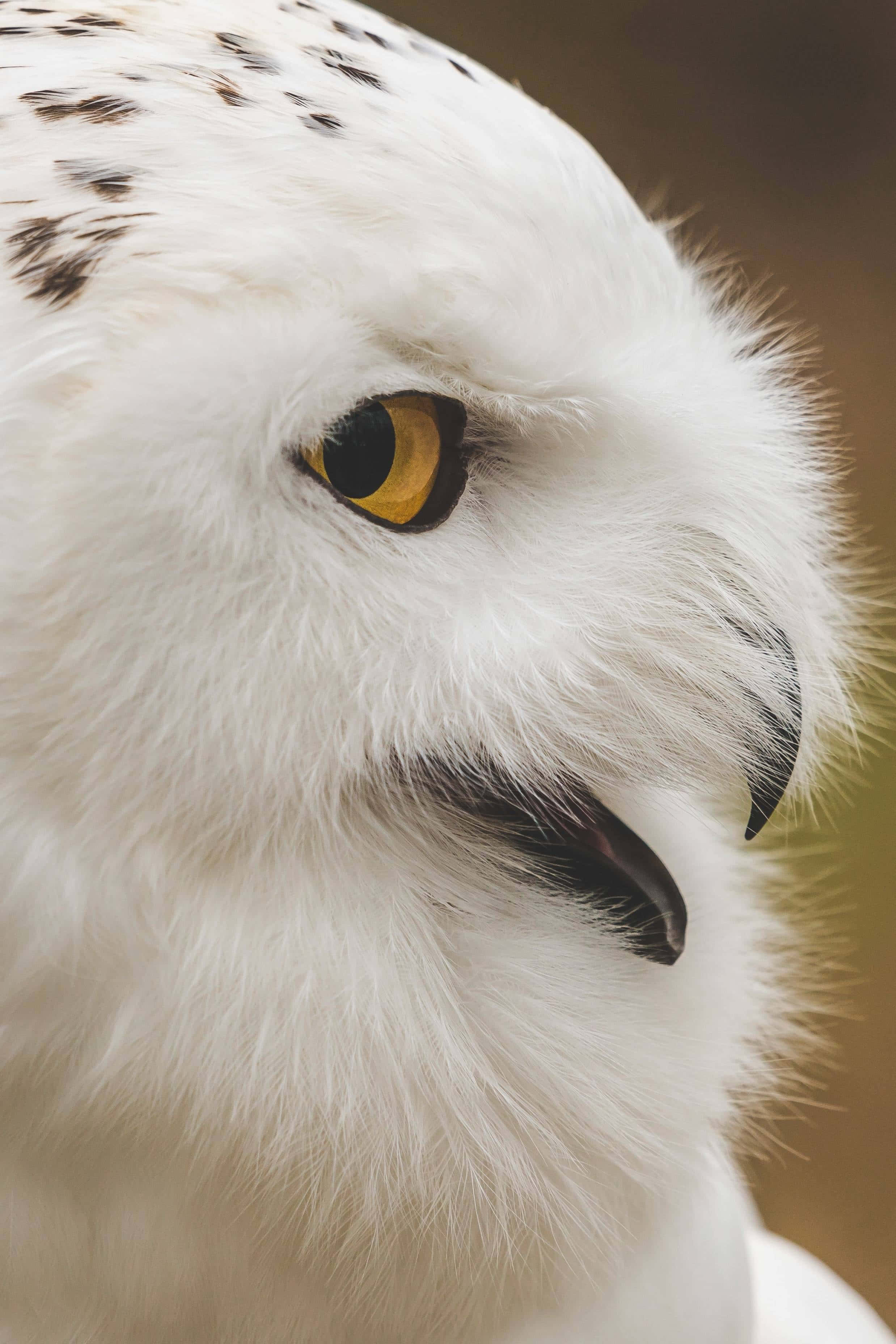 Snowy Owl, yellow eye, black beak, 2K Phone Wallpaper