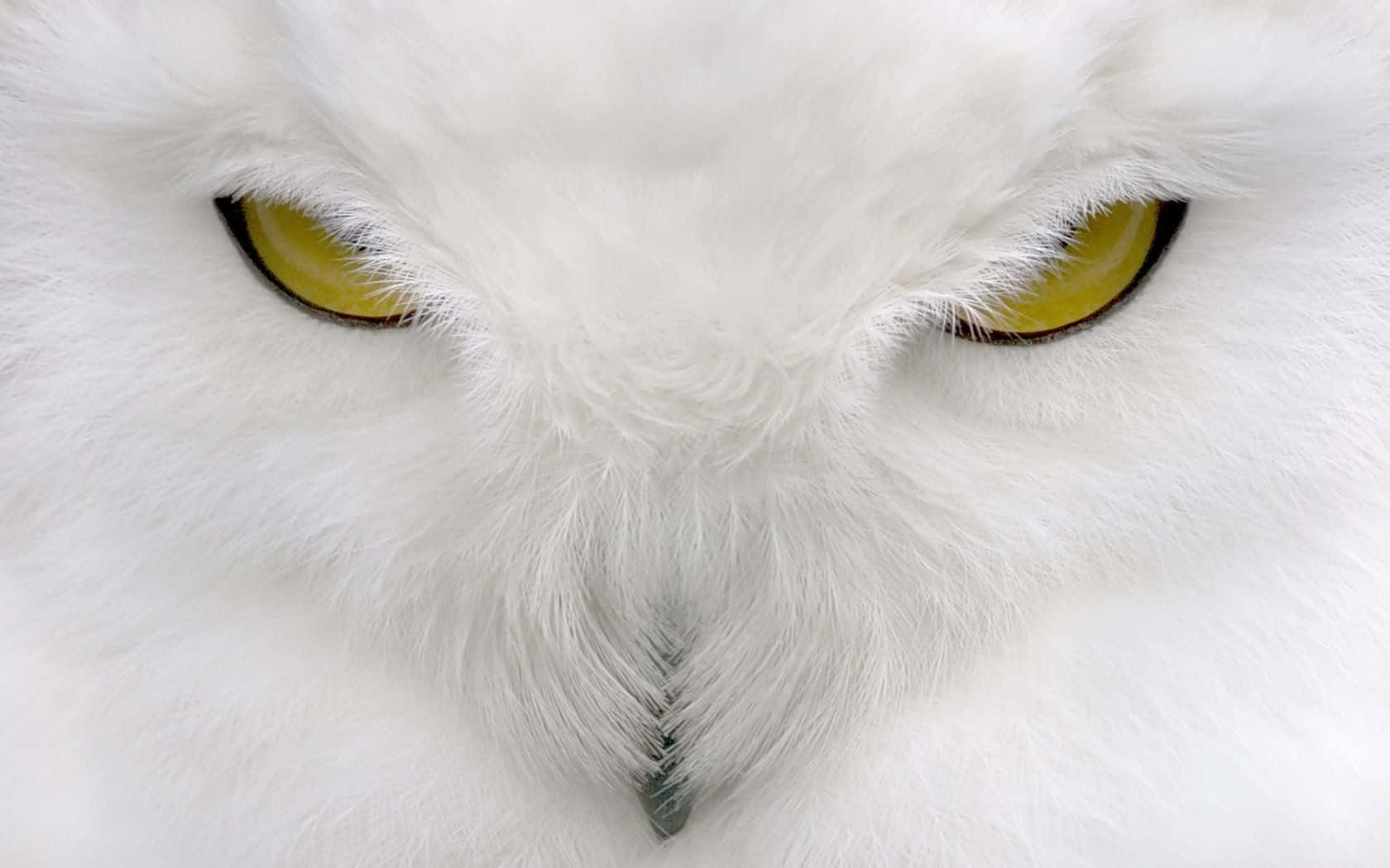 Snowy Owl, 1680 x 1050, piercing yellow eyes, HD Desktop Wallpaper