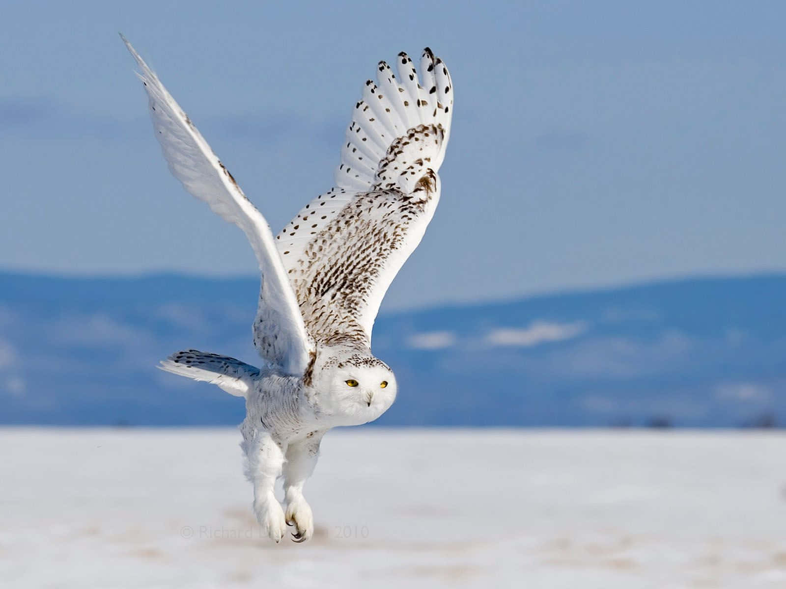 Snowy Owl, snowy plain, clear blue sky, HD Desktop Wallpaper