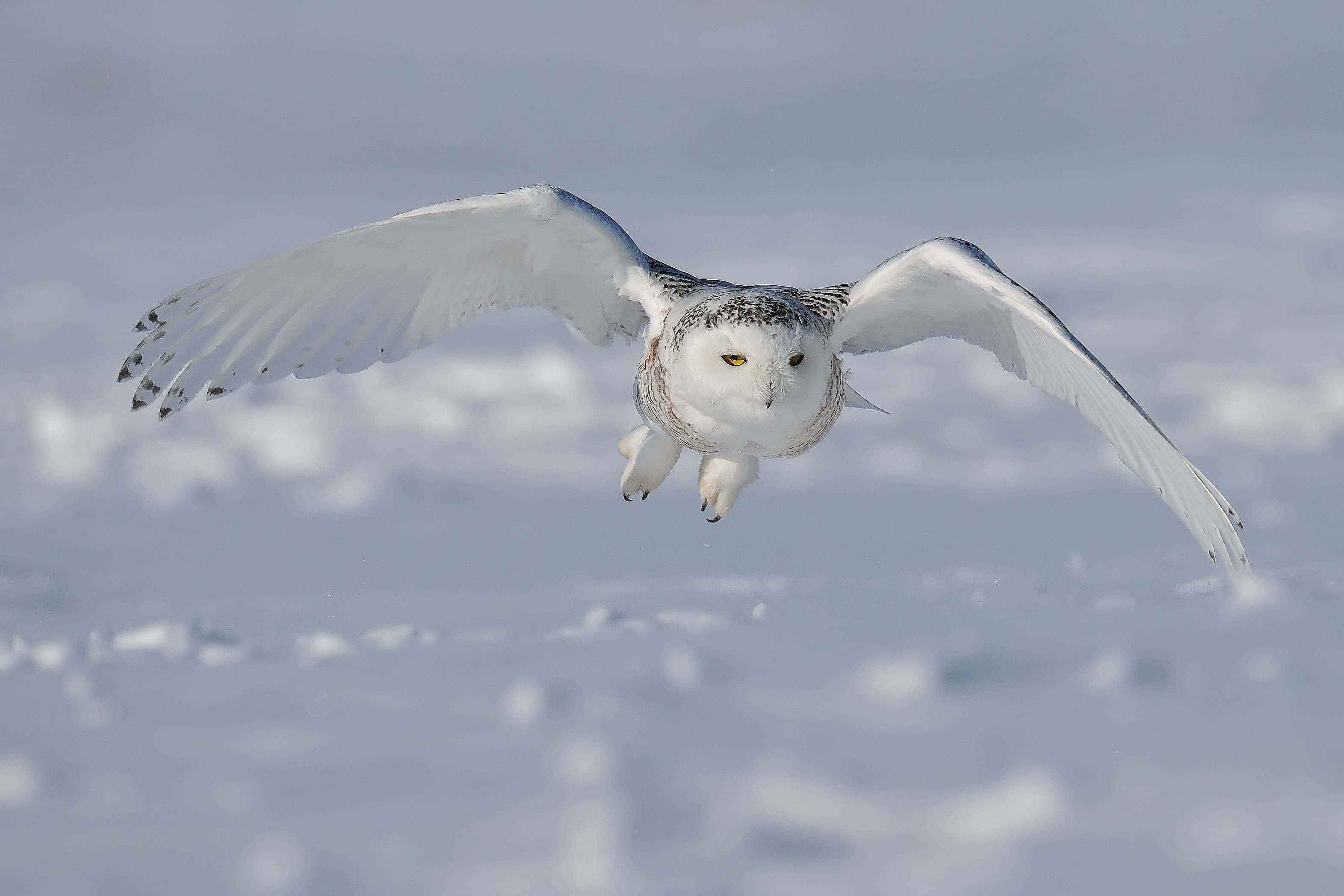 Snowy Owl, vast snowy plain, soft blue sky, 2K Desktop Wallpaper