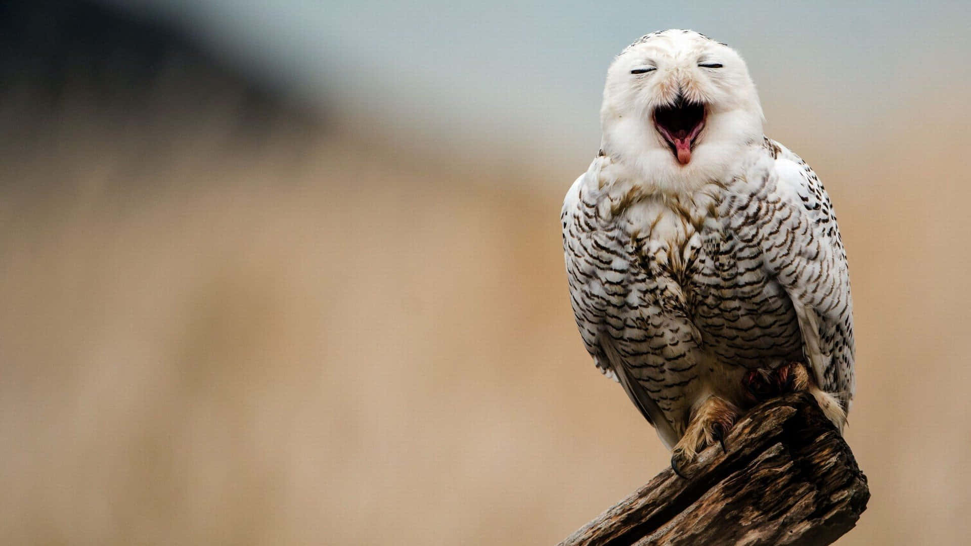 Snowy Owl, icy winter landscape, weathered branch, Full HD Desktop Wallpaper