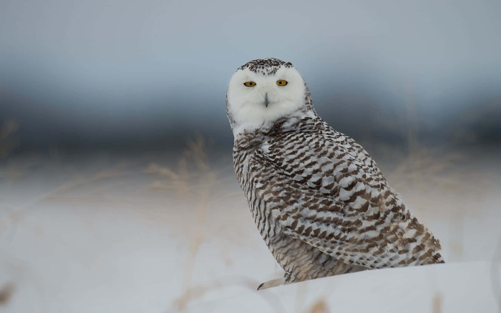 Snowy Owl, snowdrift, piercing yellow eyes, HD Desktop Wallpaper