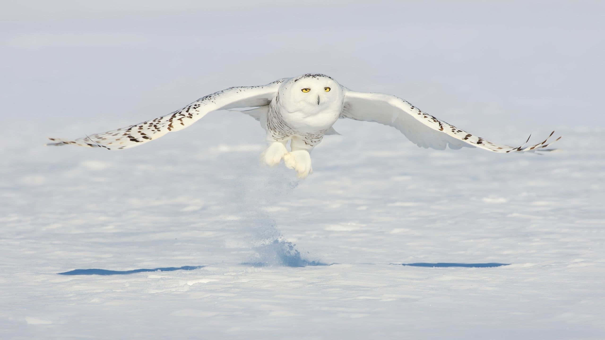 Snowy Owl, frozen expanse, wings spread wide, 2K Desktop Wallpaper