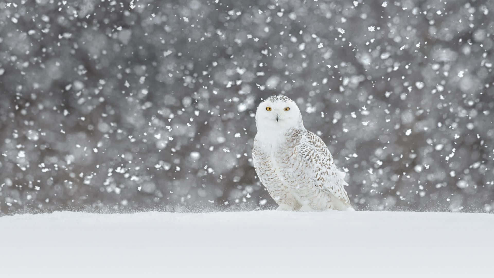 Snowy Owl, blizzard, snowflakes, Full HD Desktop Wallpaper