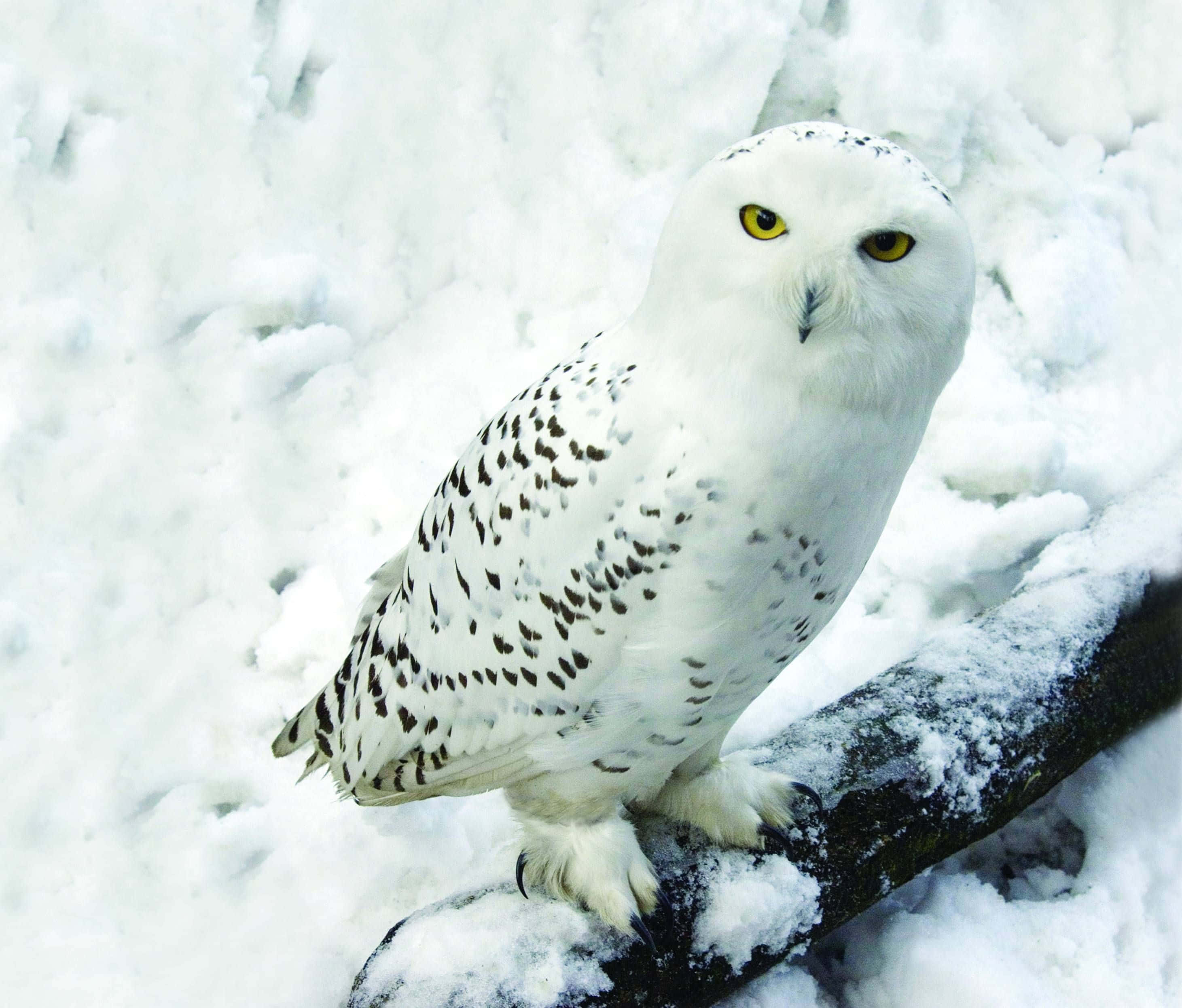 Snowy Owl, yellow eyes, snow-dusted branch, 2K Desktop Wallpaper